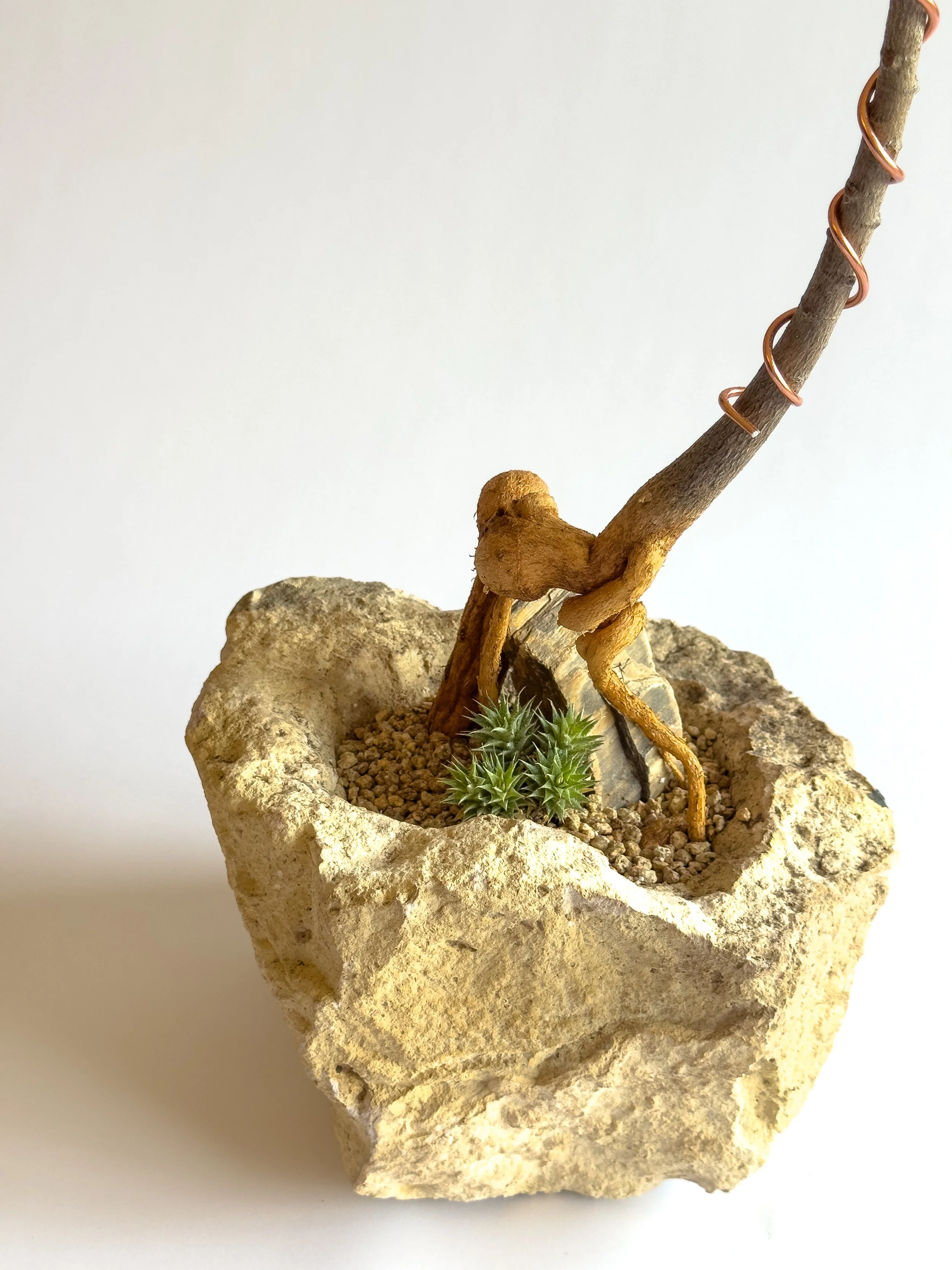 Close-up of a small plant with green spiky leaves in a rocky, sandy planter with a piece of wood and a twisting vine.