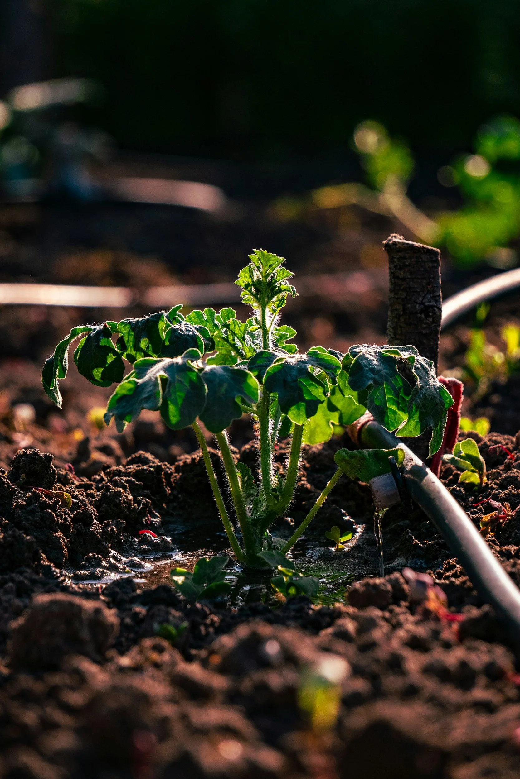 Small green plant growing from soil with sunlight illuminating its leaves, in a garden or outdoor setting.