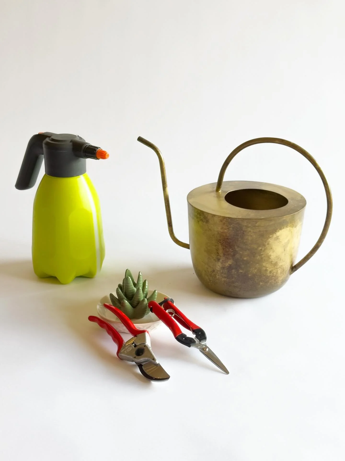 Not only is choosing the right plant half the journey, but proper maintenance is equally as essential. My passion is to bring unique works of living art into the world. Pieces that are equally as stunning as they are beginner-friendly to care for. 

