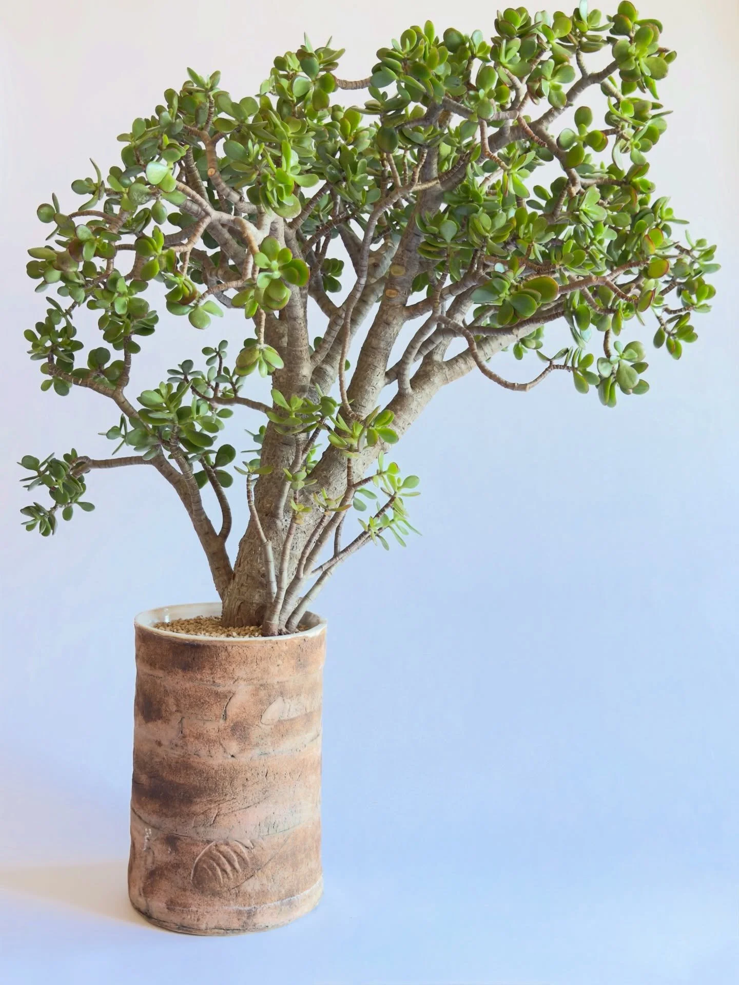 Crassula ovata &lsquo;Botany Bay&rsquo;

#crassulaovata #botanybay #jadeplant #plantsofinsta #foryoupage