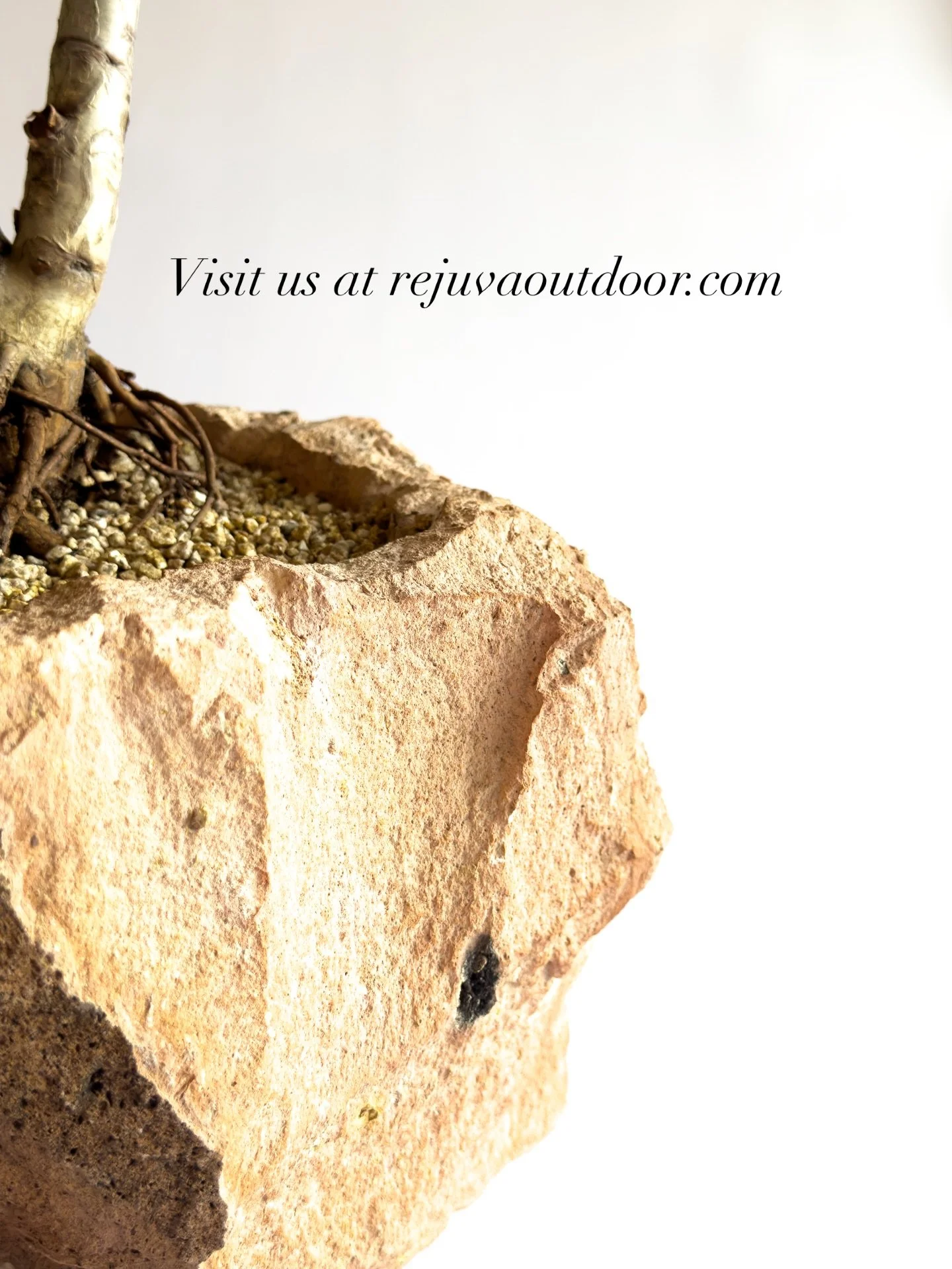Whether it&rsquo;s custom plant arrangements, landscape lighting, irrigation, or anything in between, we bring creativity and craftsmanship to every project&mdash;inside and out.

Visit our website for more information.

#foryoupage #chicagoplantshop