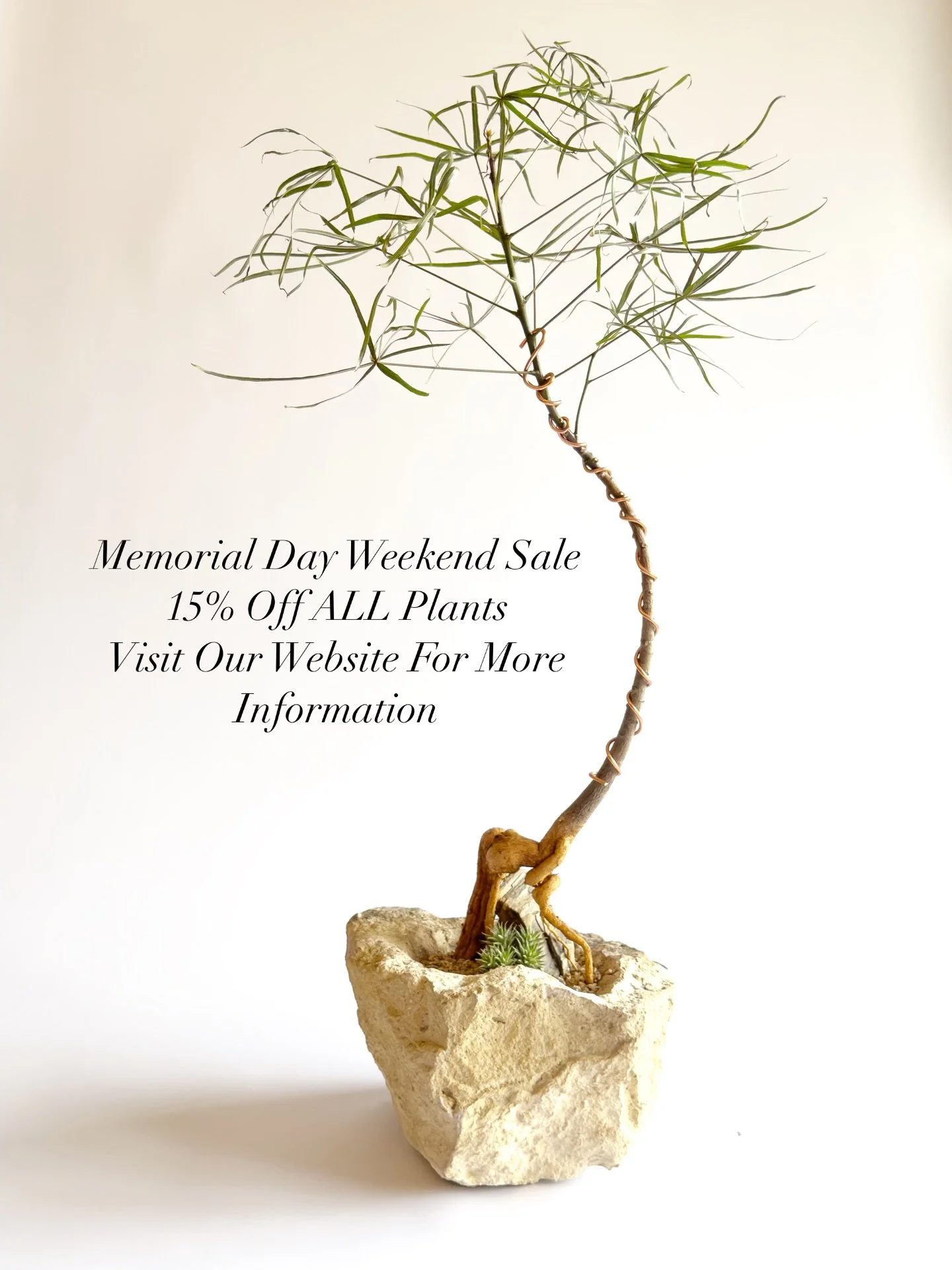 Memorial Day Weekend Sale! Like, Follow and Tag 3 friends for an extra 5% off.

#memorialdaysale #plantsale #plantsofinsta #queenslandbottletree #chicagogram