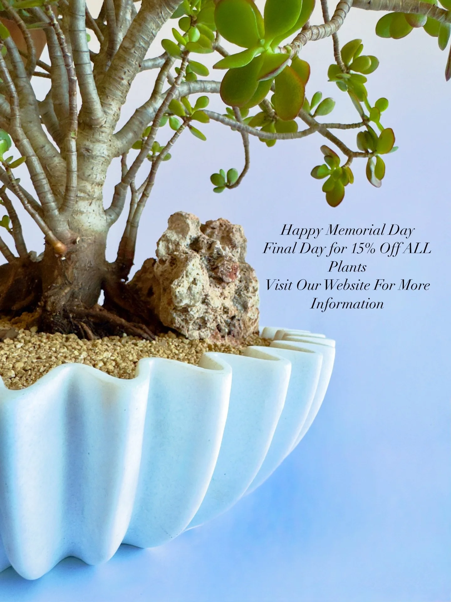 Happy Memorial Day! Final day for 15% Off ALL plants. Like, follow and tag 3 friends for an extra 5% off.