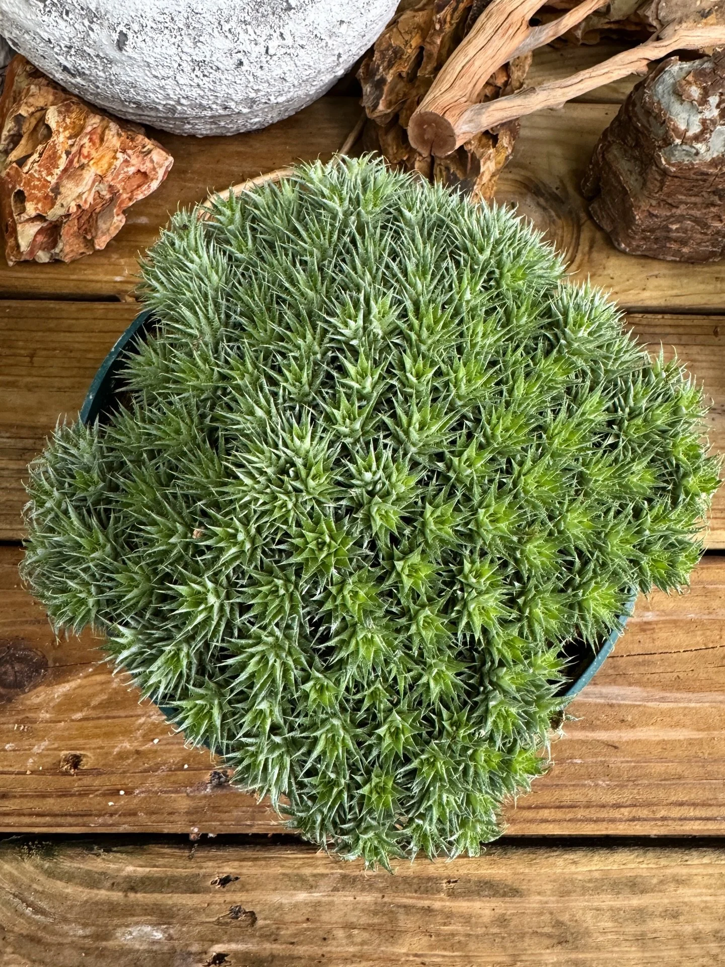 Deuterocohnia brevifolia delivery today for an arrangement I am working on. The finally piece to this work still remains, the planter.

#dueterocohniabrevifolia #rareplantsofinstagram #foryoupage #chicagointeriordesign #myplantaesthetic