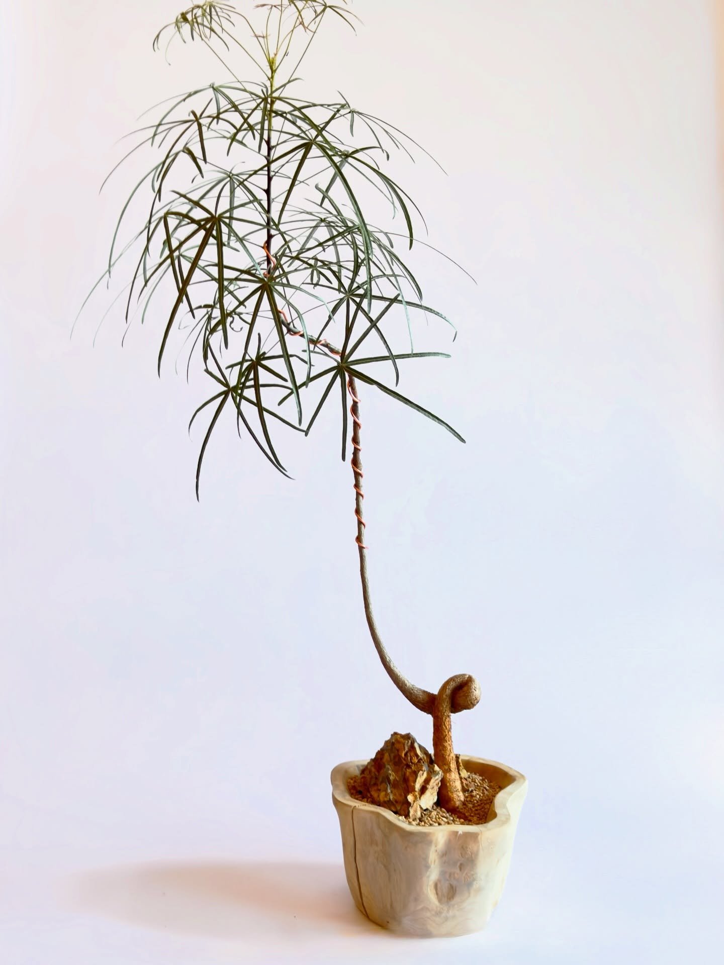 Brachychiton Rupestris (Queensland Bottle Tree) styled in a natural wooden planter.

#brachychitonrupestris #queenslandbottletree #interiorplantdesign #houseplantaesthetic #lincolnparkchicago