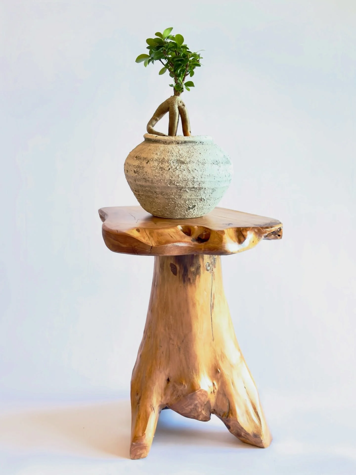 Ancient textures, living art. This ficus ginseng finds its home in a weathered stone pot atop a live-edge teak stump. Nature layered on nature. 🪨🌱

#ficusginseng #bonsai #chicagohouseplants #logansquarechicago #lincolnparkchicago