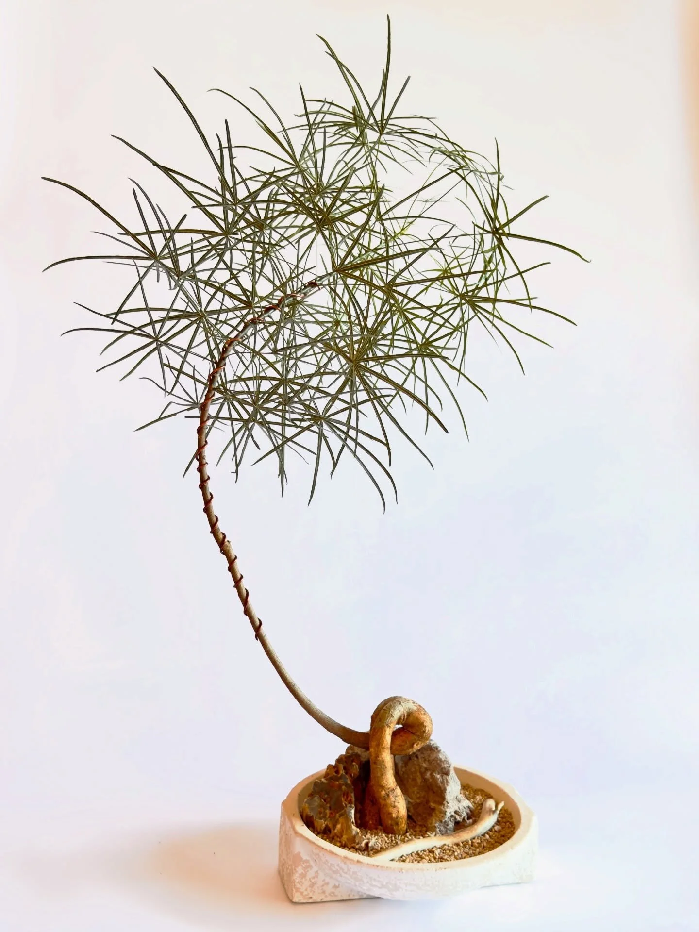 Not every plant earns a second look. The ones we carry do. Rejuva Outdoor sources specimen plants chosen for their form, texture, and presence &mdash; then arranges them into compositions that feel like living pieces of art. If you want something ext