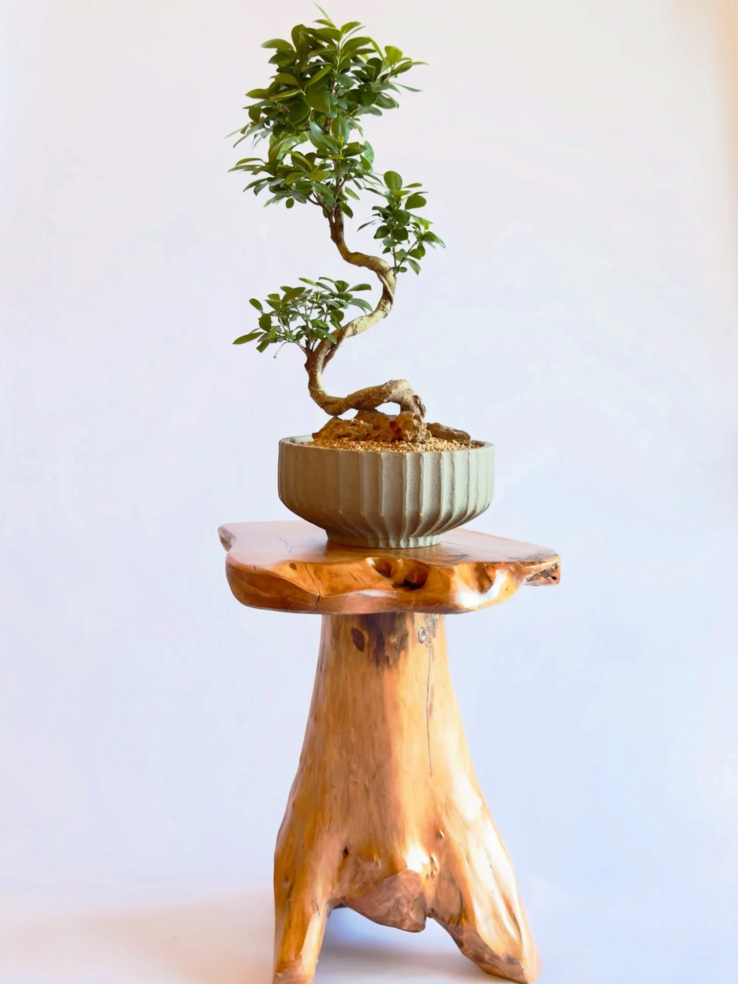 Sculptural plants rooted for luxury.

Ficus ginseng

#ficusginseng #chicagohouseplants #chicagodesign #sculpturalplants #houseplants