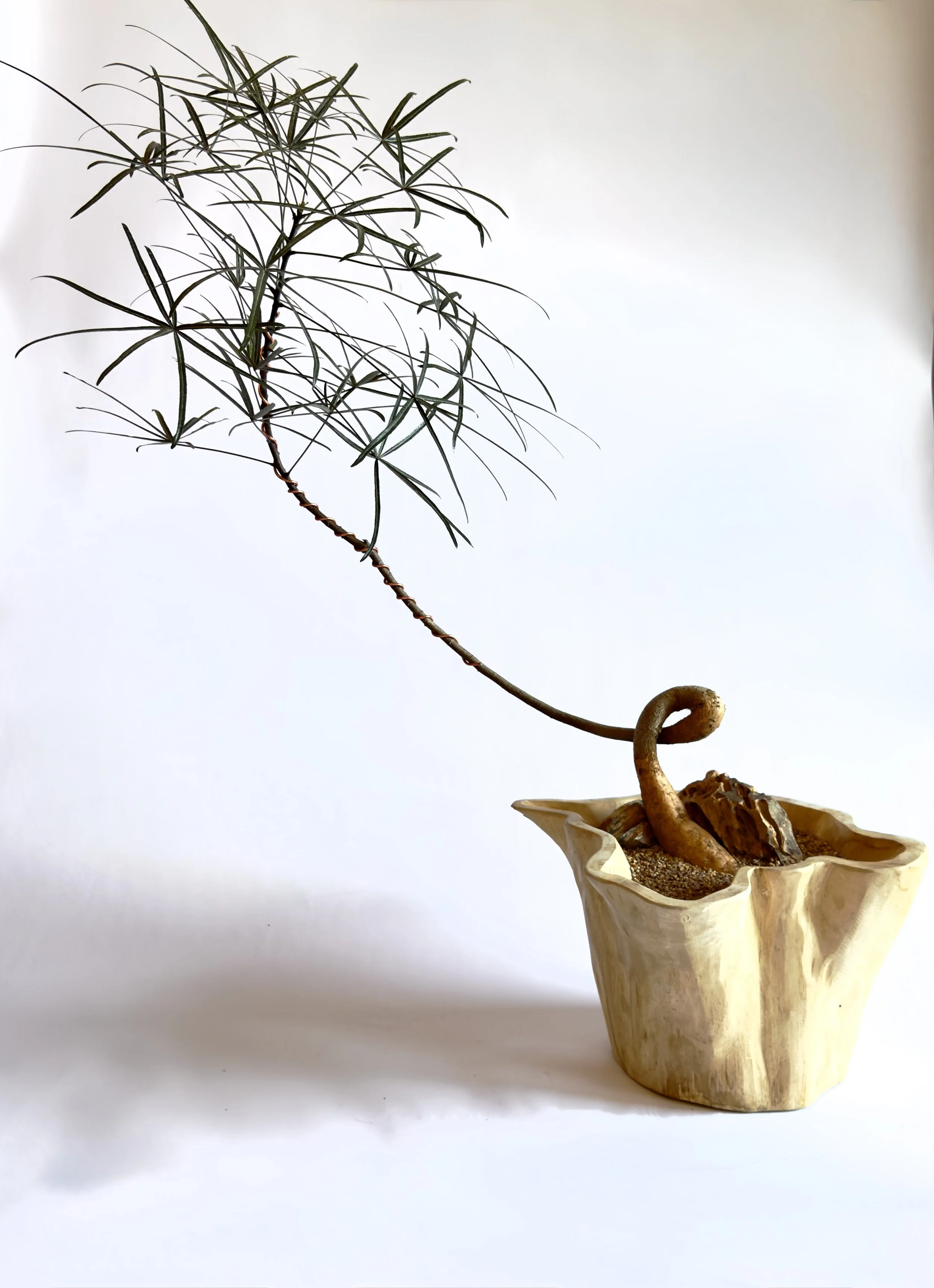 A small tree with thin, elongated leaves in a decorative wooden container with soil, on a white background. Chicago plants.
