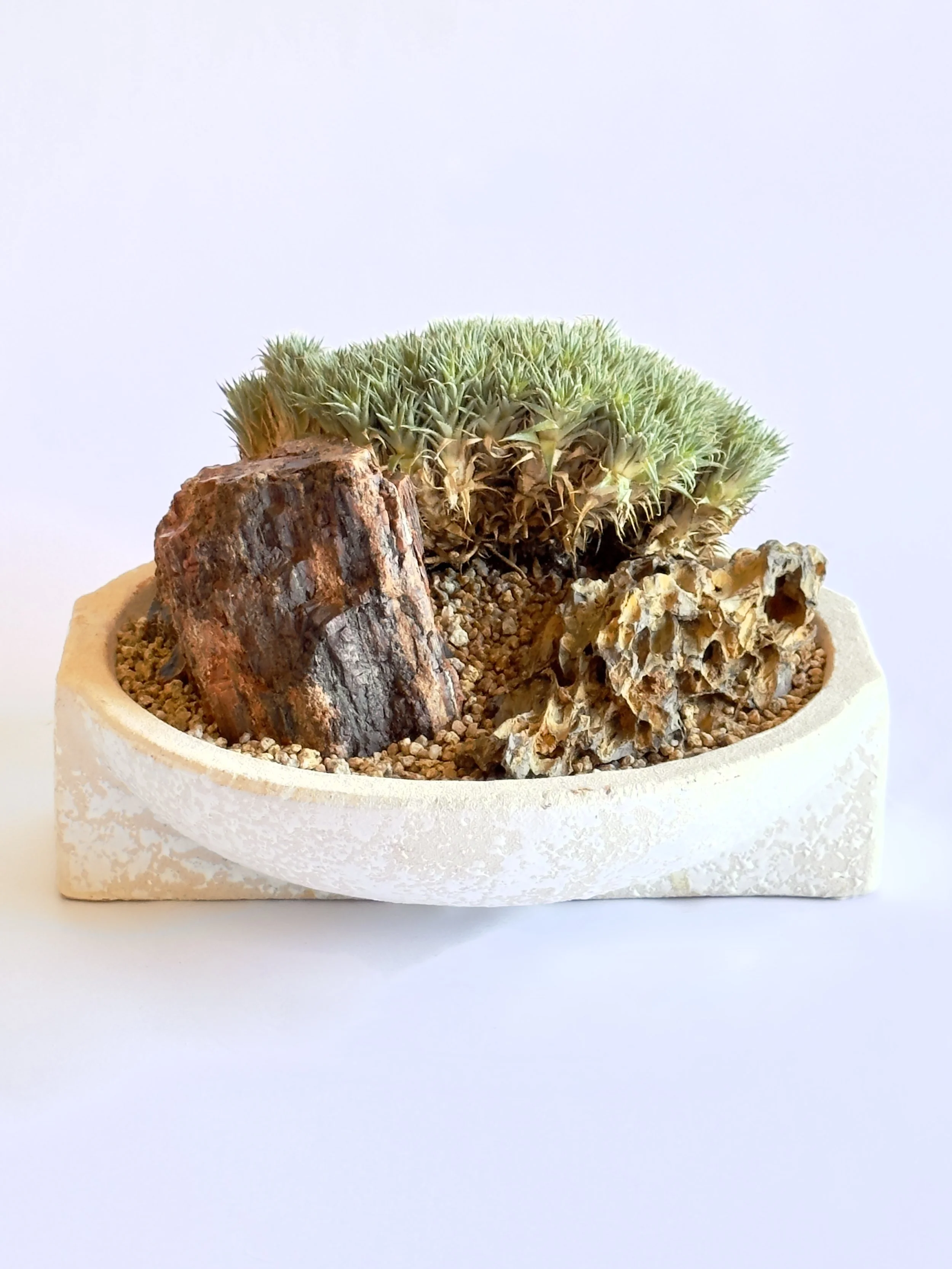 A small potted succulent plant with thick, spiky green leaves, placed in a tan pot with small pebbles, surrounded by rocks and stones. Chicago plants.