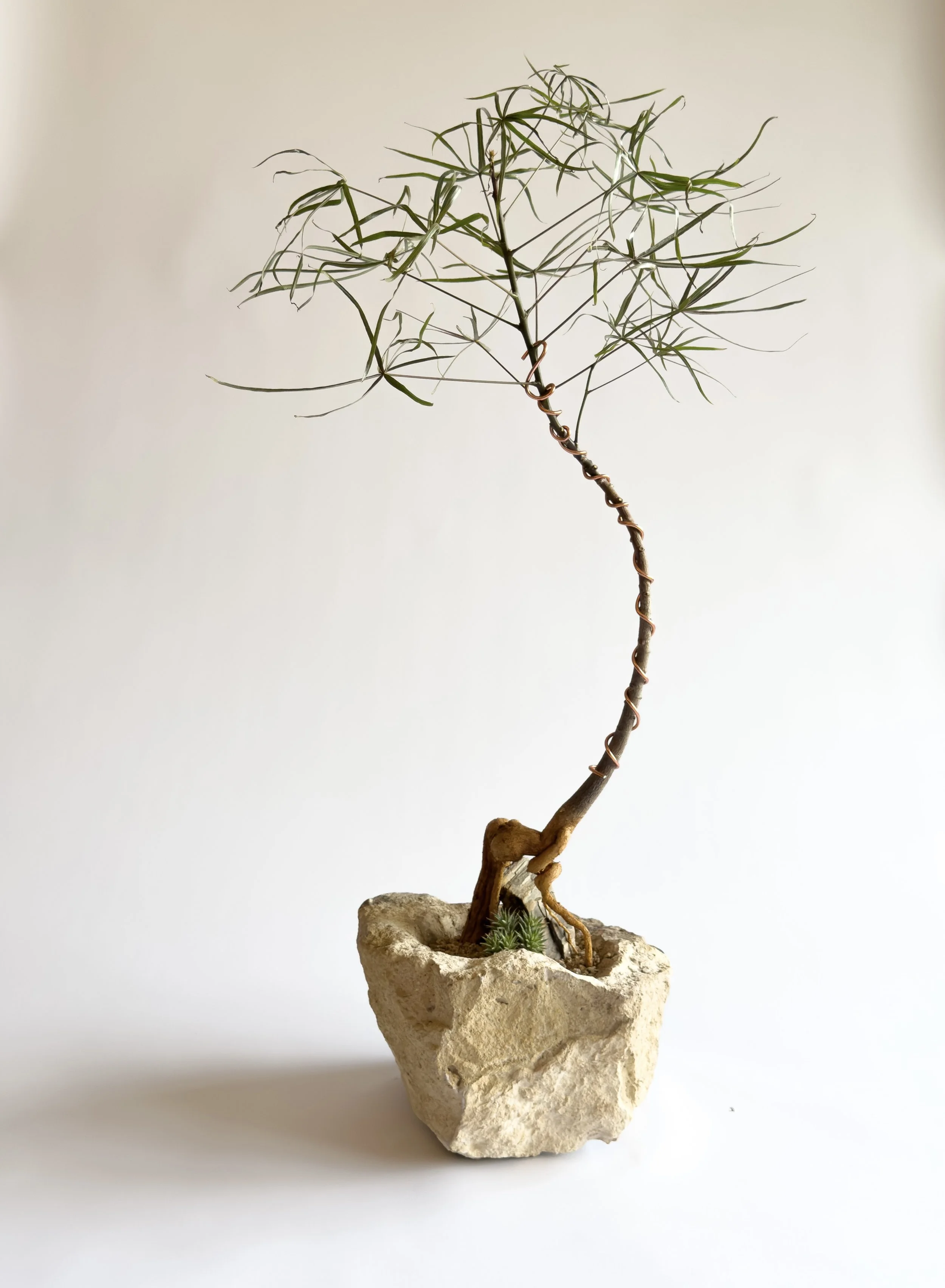 Indoor potted plant with a tall, slender, twisting stem and thin, elongated leaves, planted in rocky soil within a rough stone container.