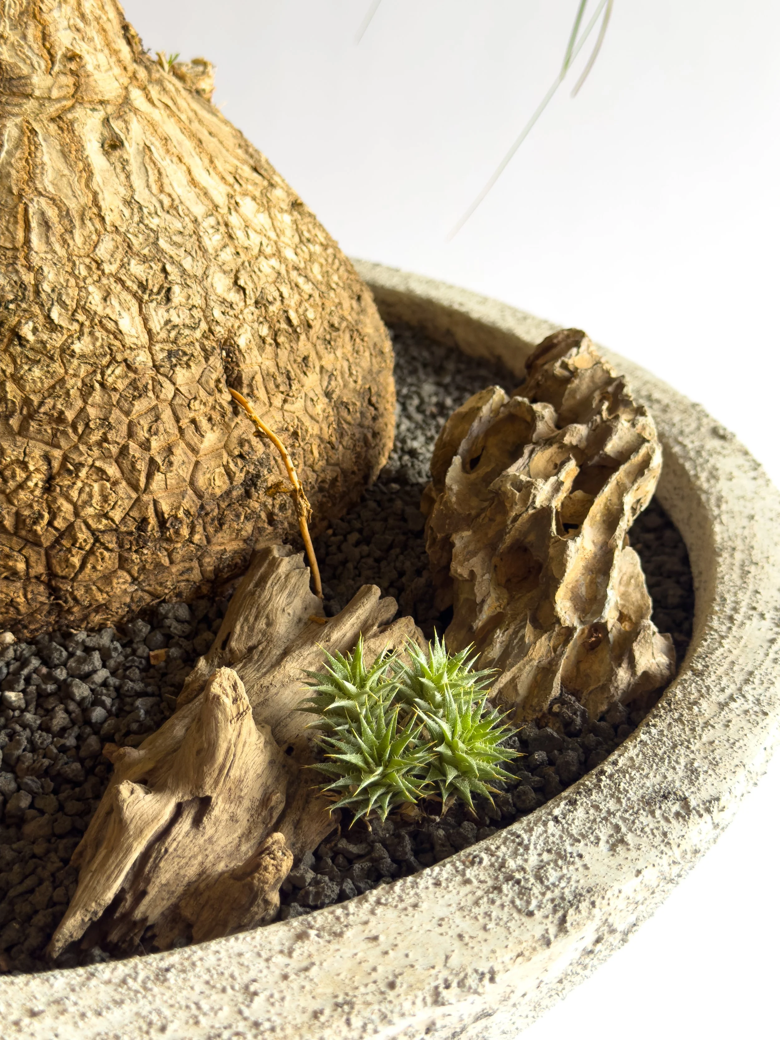 Close-up of a small green succulent plant in a rocky garden bed, with a large, textured bark-covered stone and a piece of driftwood nearby.