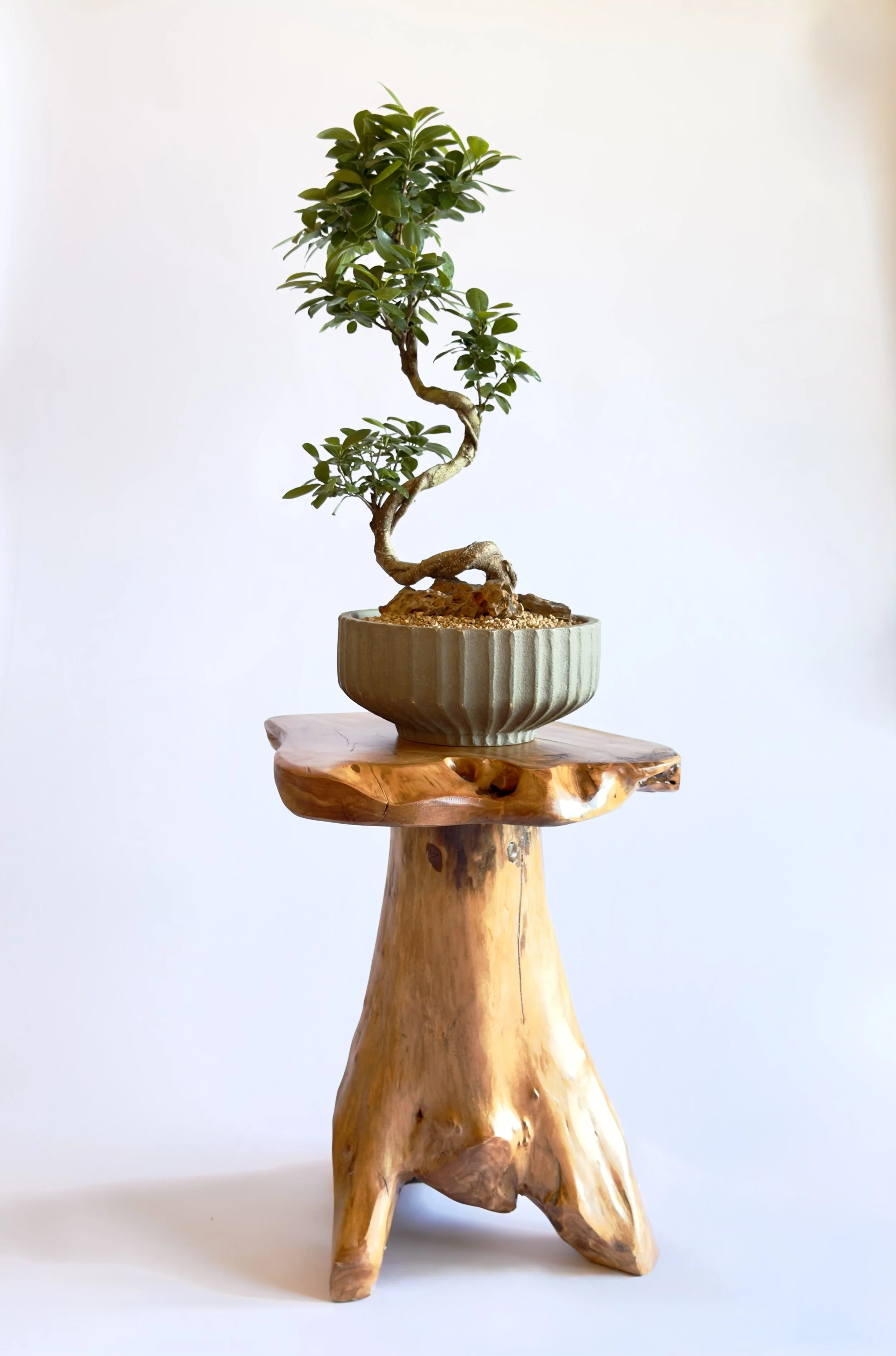 A bonsai tree with lush green leaves in a decorative ceramic pot placed on a wooden stand. Chicago plants.