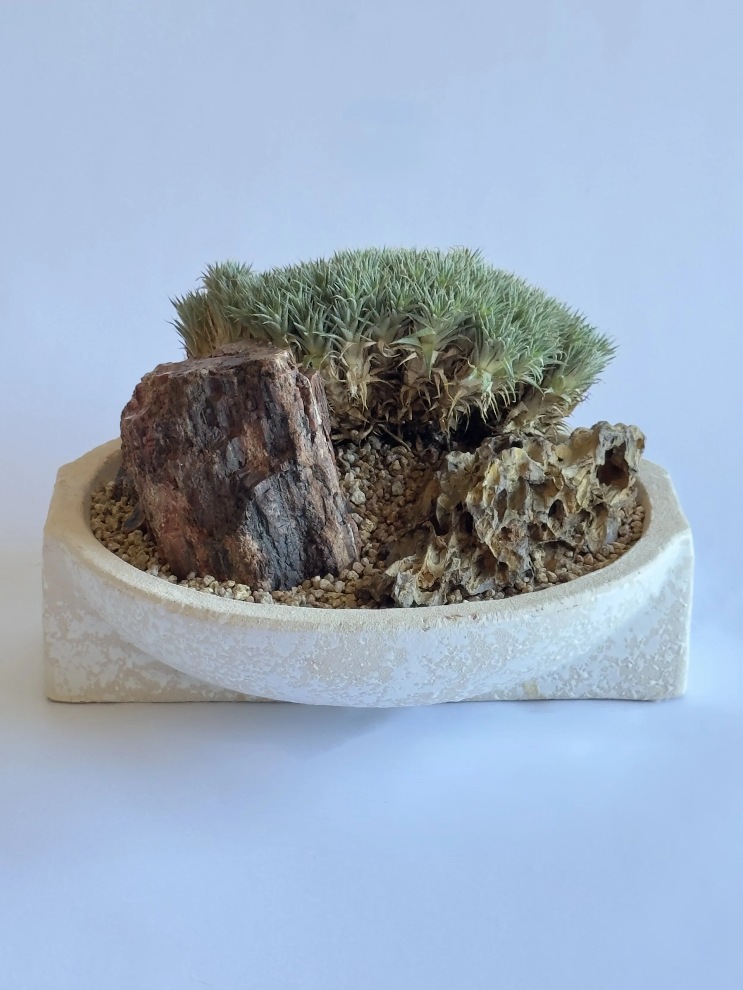 A potted cactus plant with green, spiny foliage surrounded by rocks and soil, in a cream-colored container.