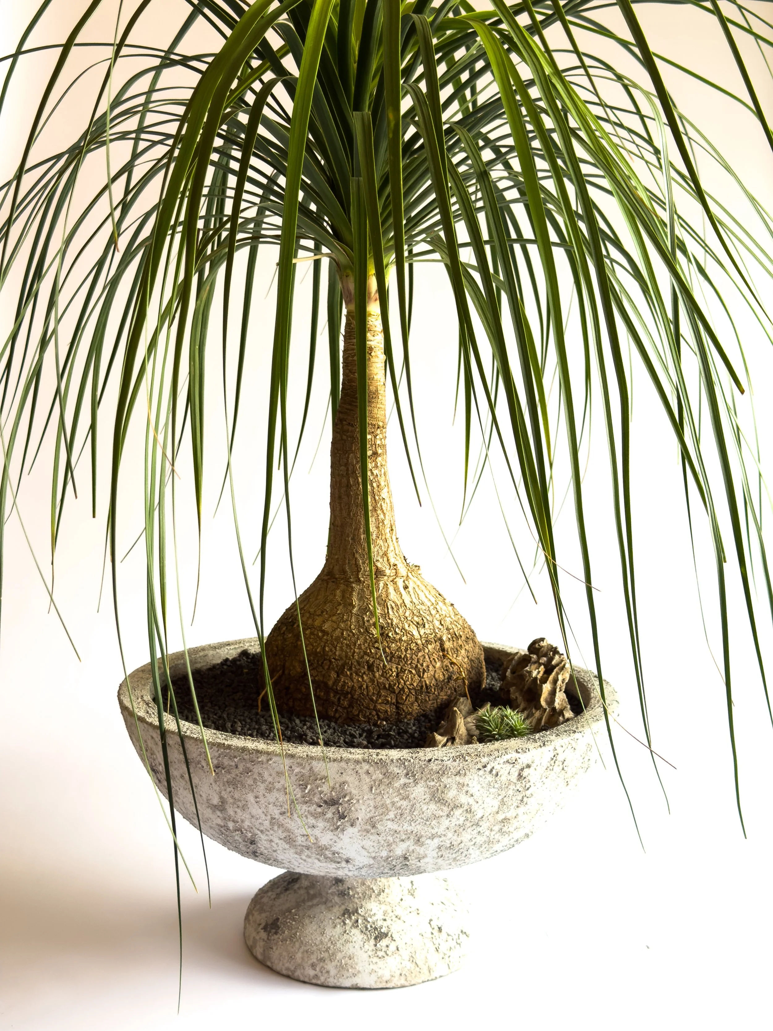 A potted indoor palm tree with long, narrow green leaves on a light background.