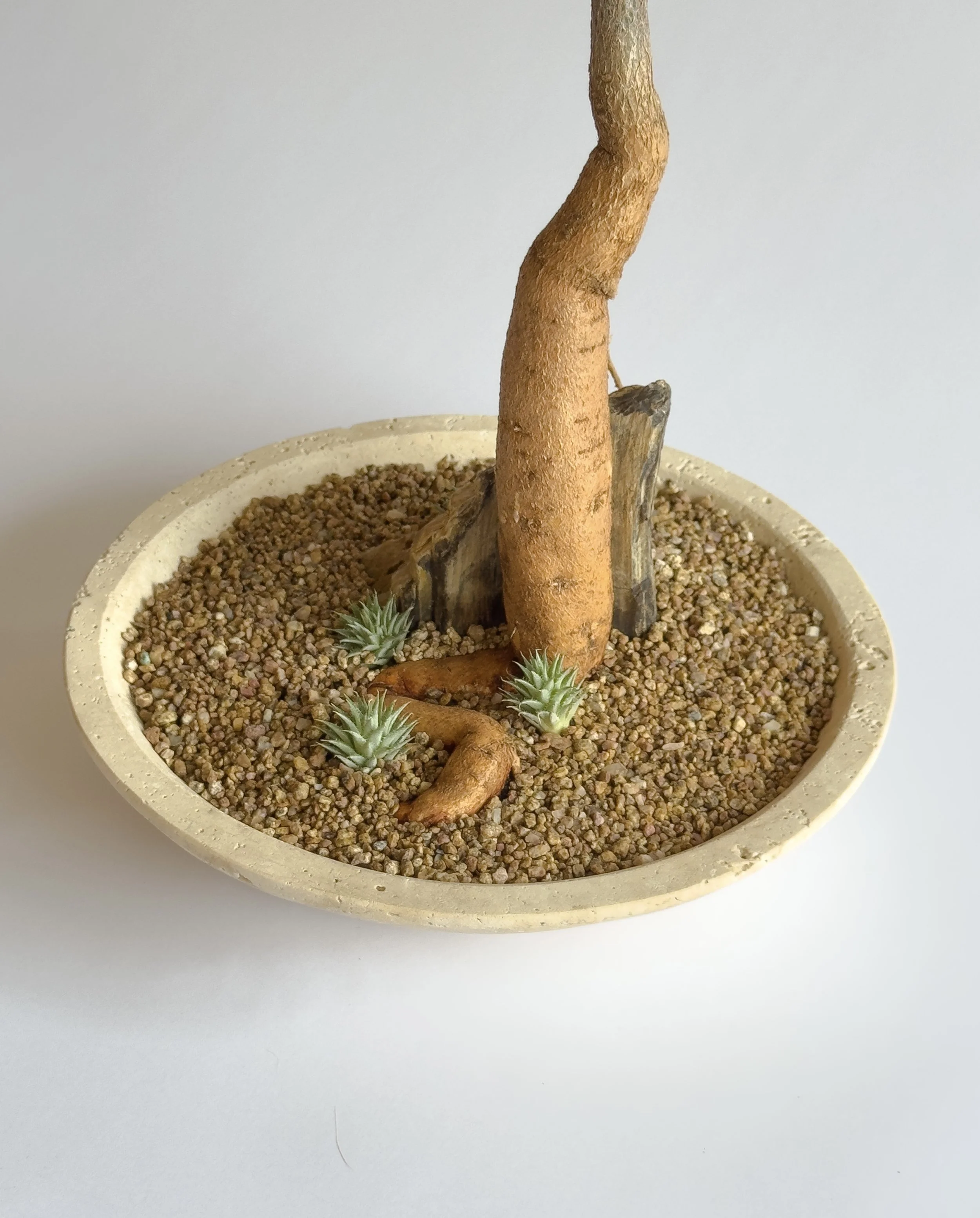 A potted plant with a tall, twisted, orange-brown stem in a white ceramic pot filled with small tan pebbles. Small green succulent plants are scattered around the base of the stem.