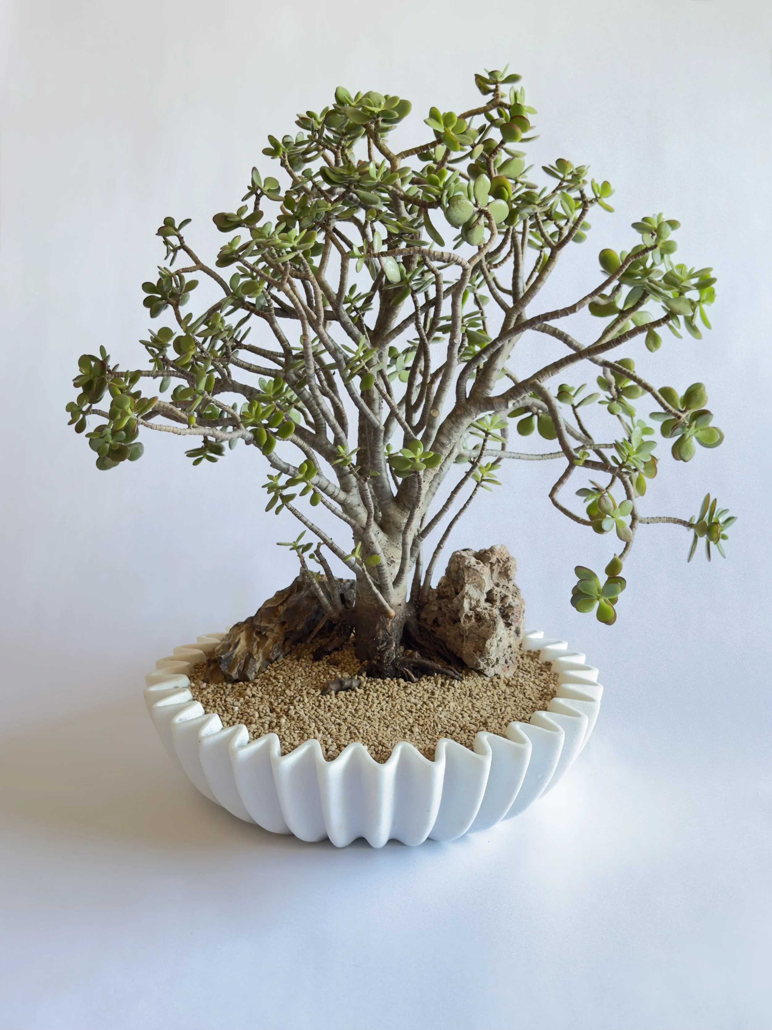 A potted jade plant with green leaves in a white fluted container filled with decorative rocks.