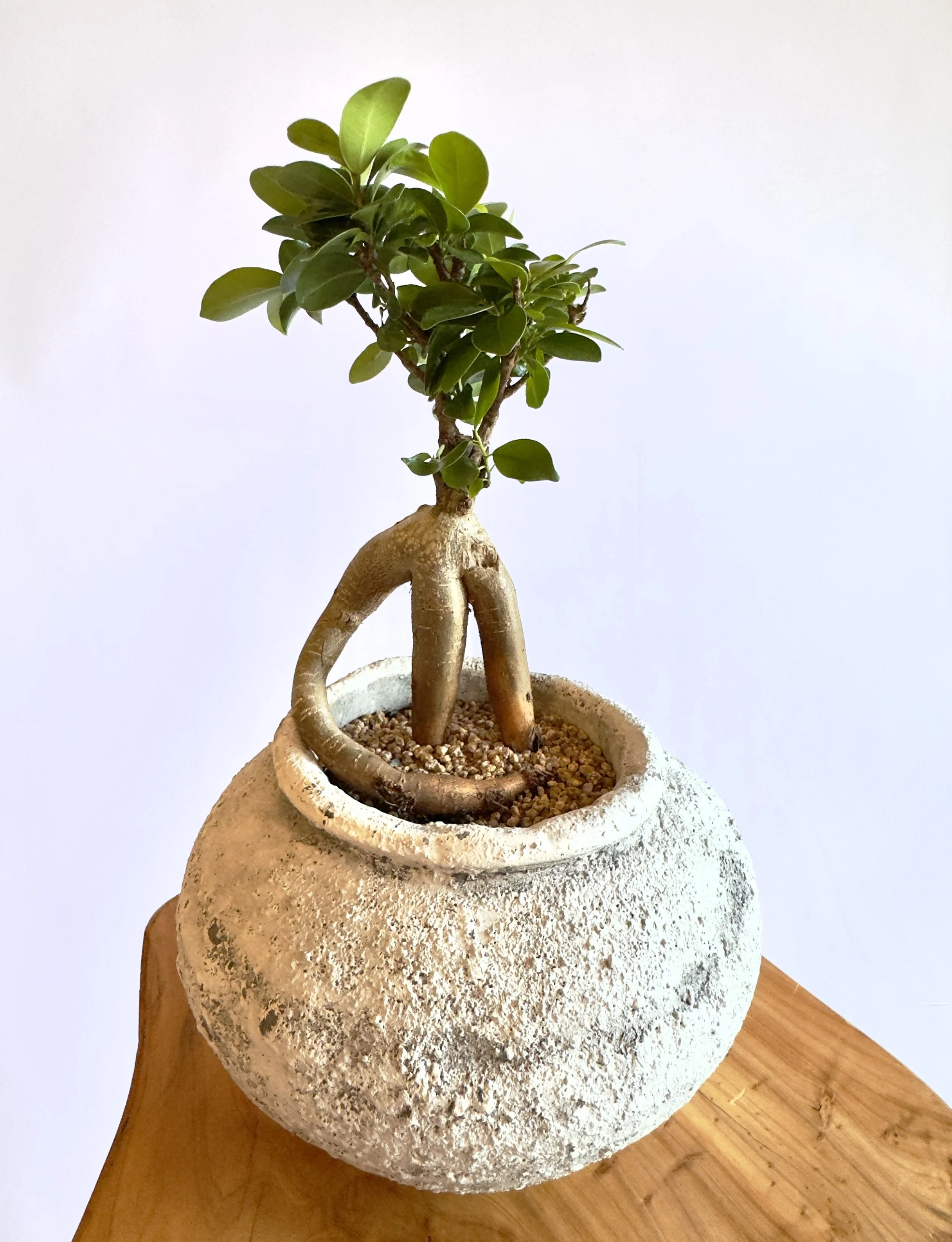 Potted plant with thick, green leaves growing from a bulbous root in a rustic container on a wooden surface. Chicago plants.