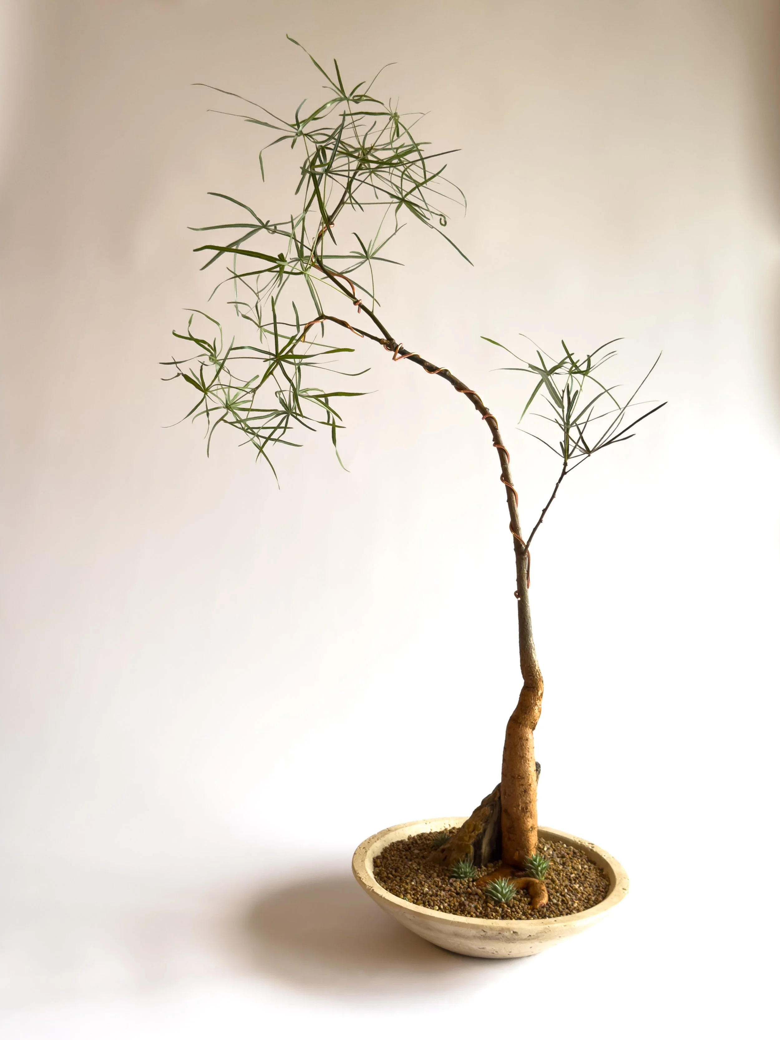 A potted desert plant with a long, curved trunk and sparse, needle-like green leaves, placed in a white bowl with small succulents at the base, against a plain white background.