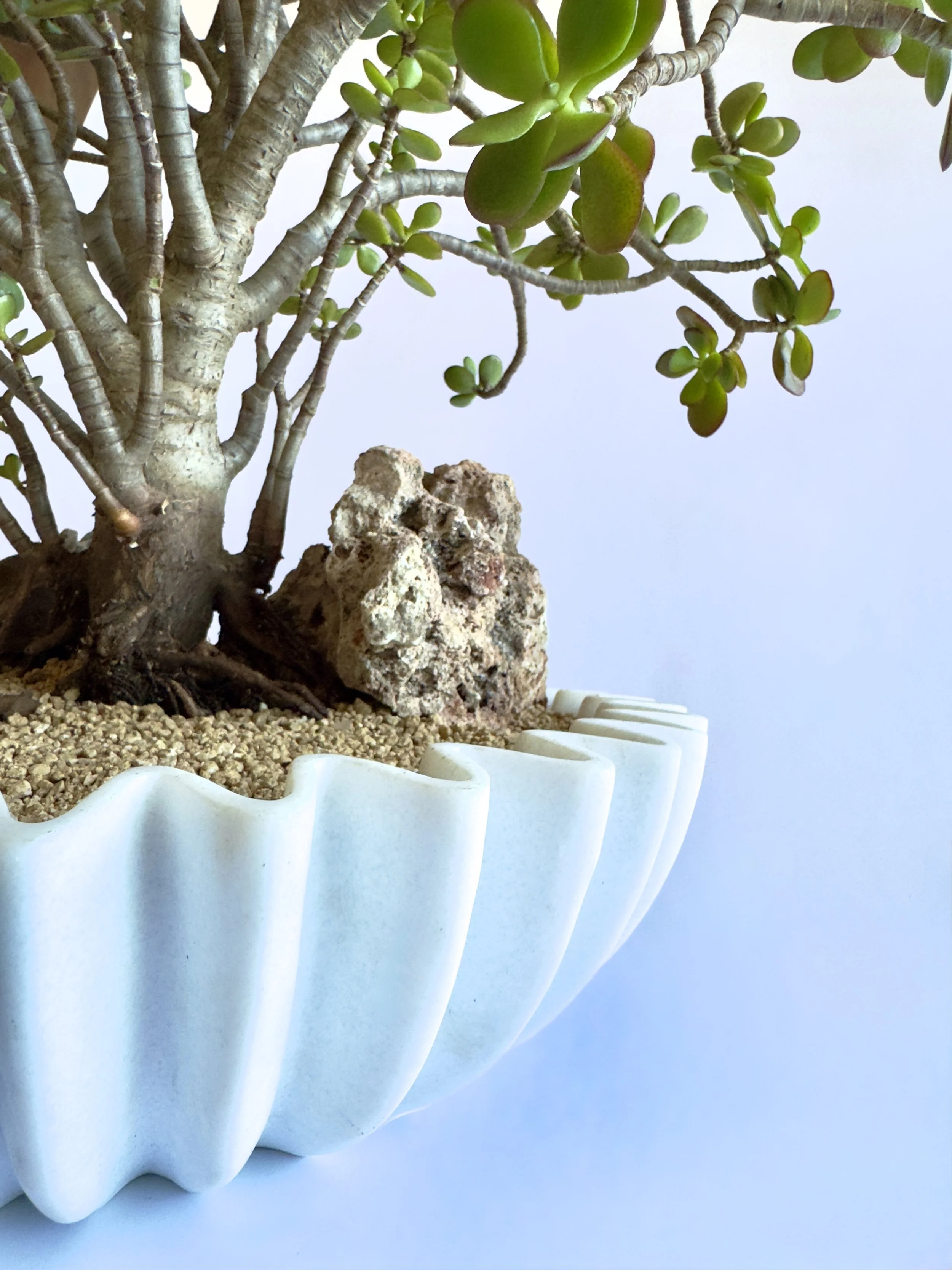 Close-up of a potted jade plant with a textured trunk, green leaves, and rocky soil in a white, fluted container.