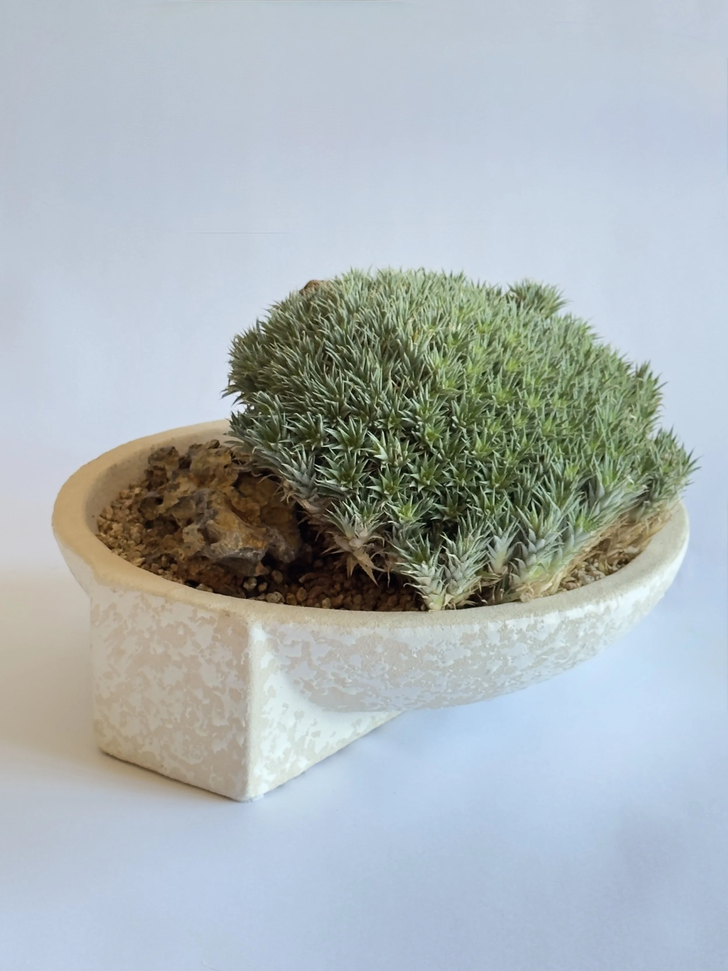 A potted succulent plant with dense, spiky, green foliage in a white textured ceramic pot on a white surface against a light blue background.