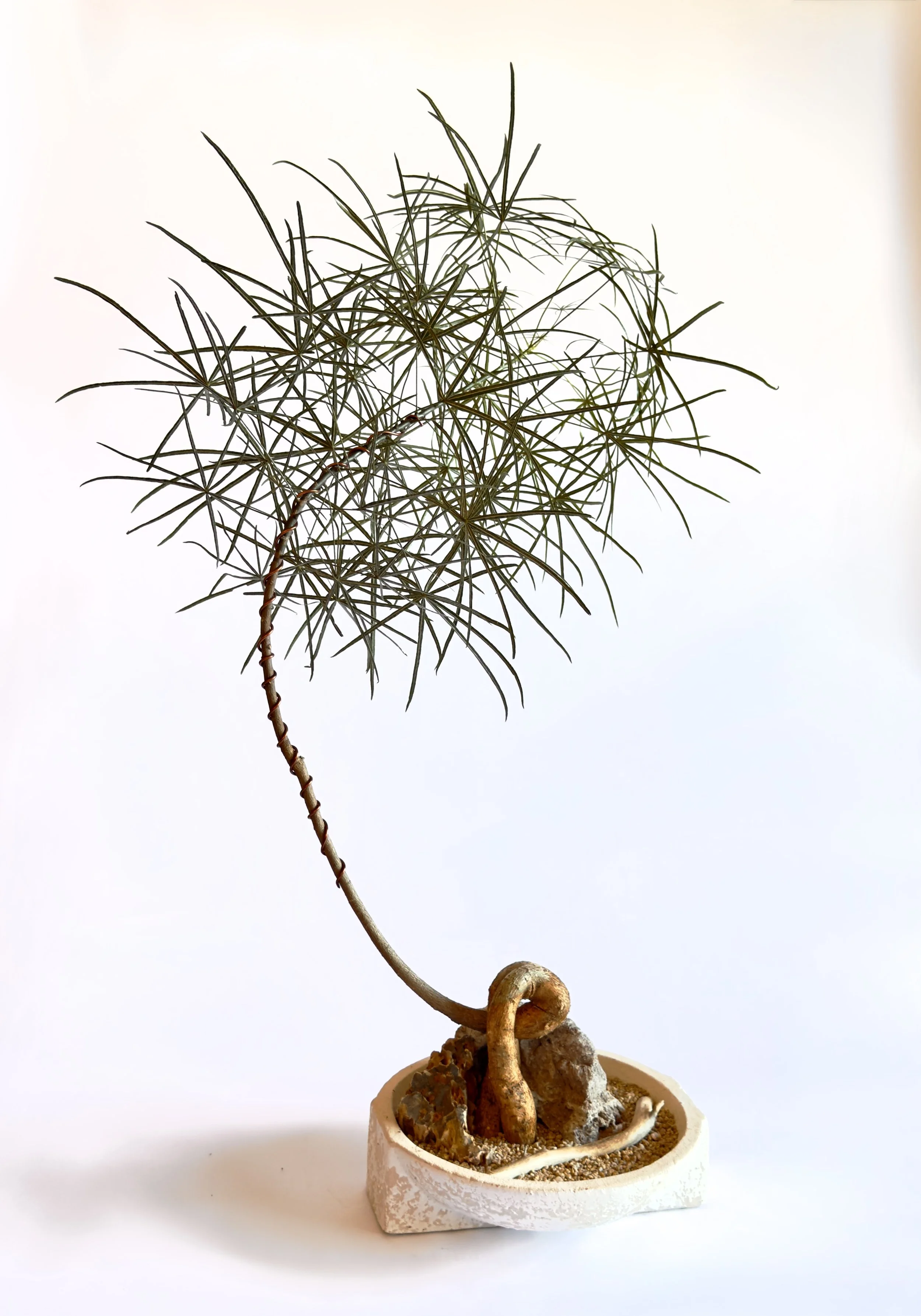 A potted plant with thin, spiky green leaves and a curved stem, placed in a white round container with soil and small rocks. Chicago plants.