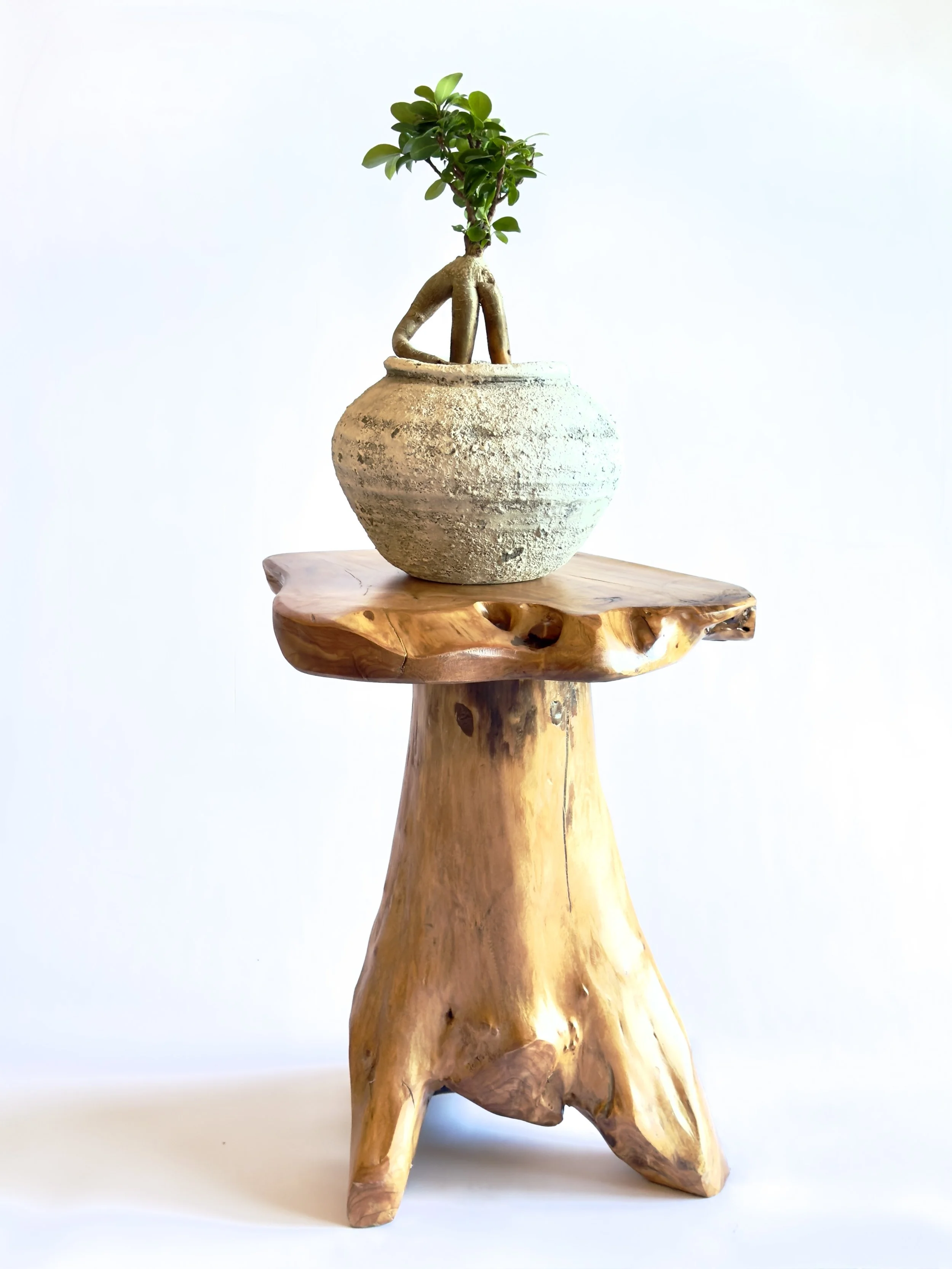A small, decorative wooden table with a natural, uneven surface and three legs, supporting a round, textured clay pot containing a bonsai tree with sparse green leaves. Chicago plants.