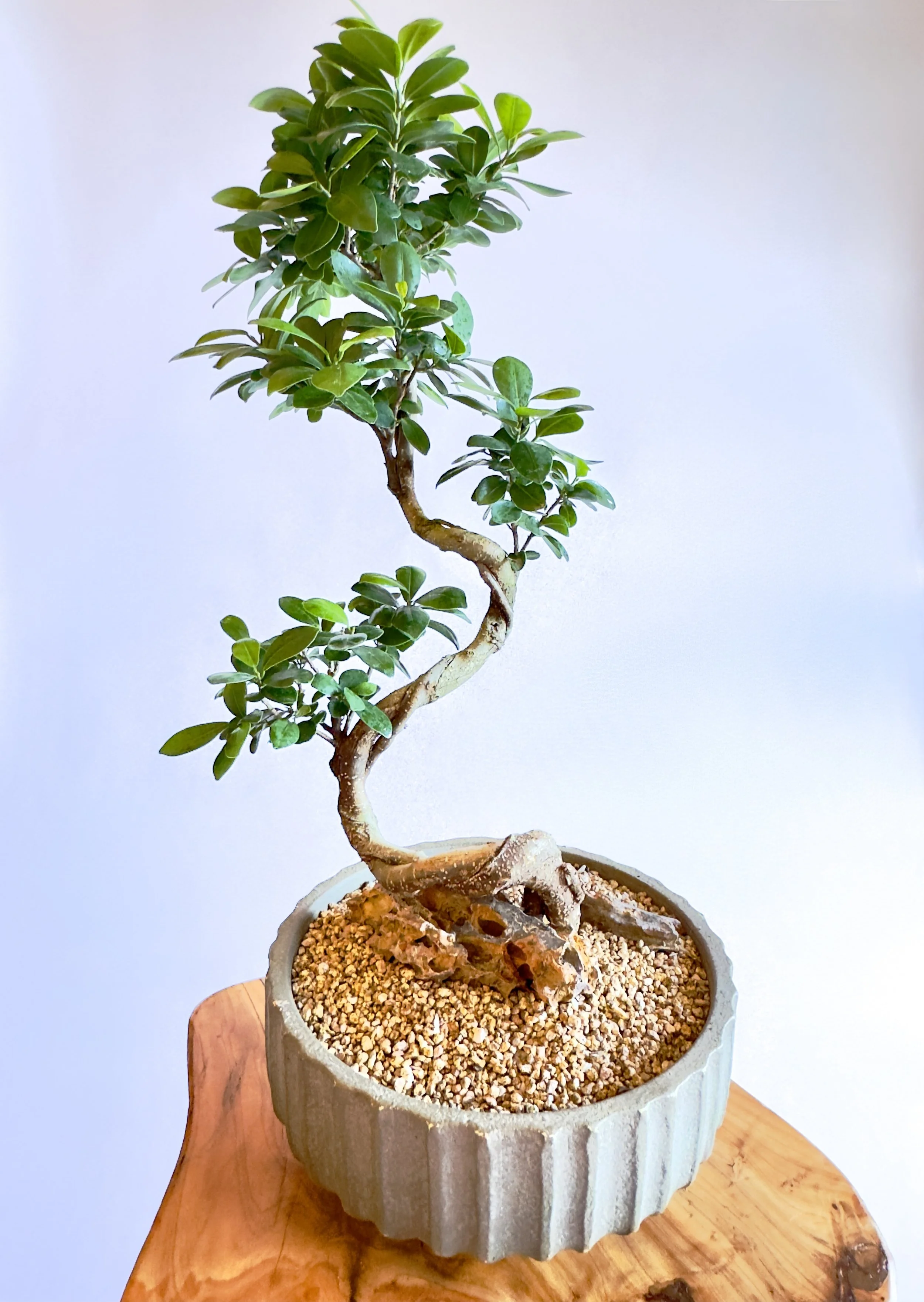 A small, lush green bonsai tree in a decorative gray pot with a star-shaped pattern, placed on a wooden surface. The tree has a twisted trunk and dense foliage, with a background of plain white wall. Chicago plants.