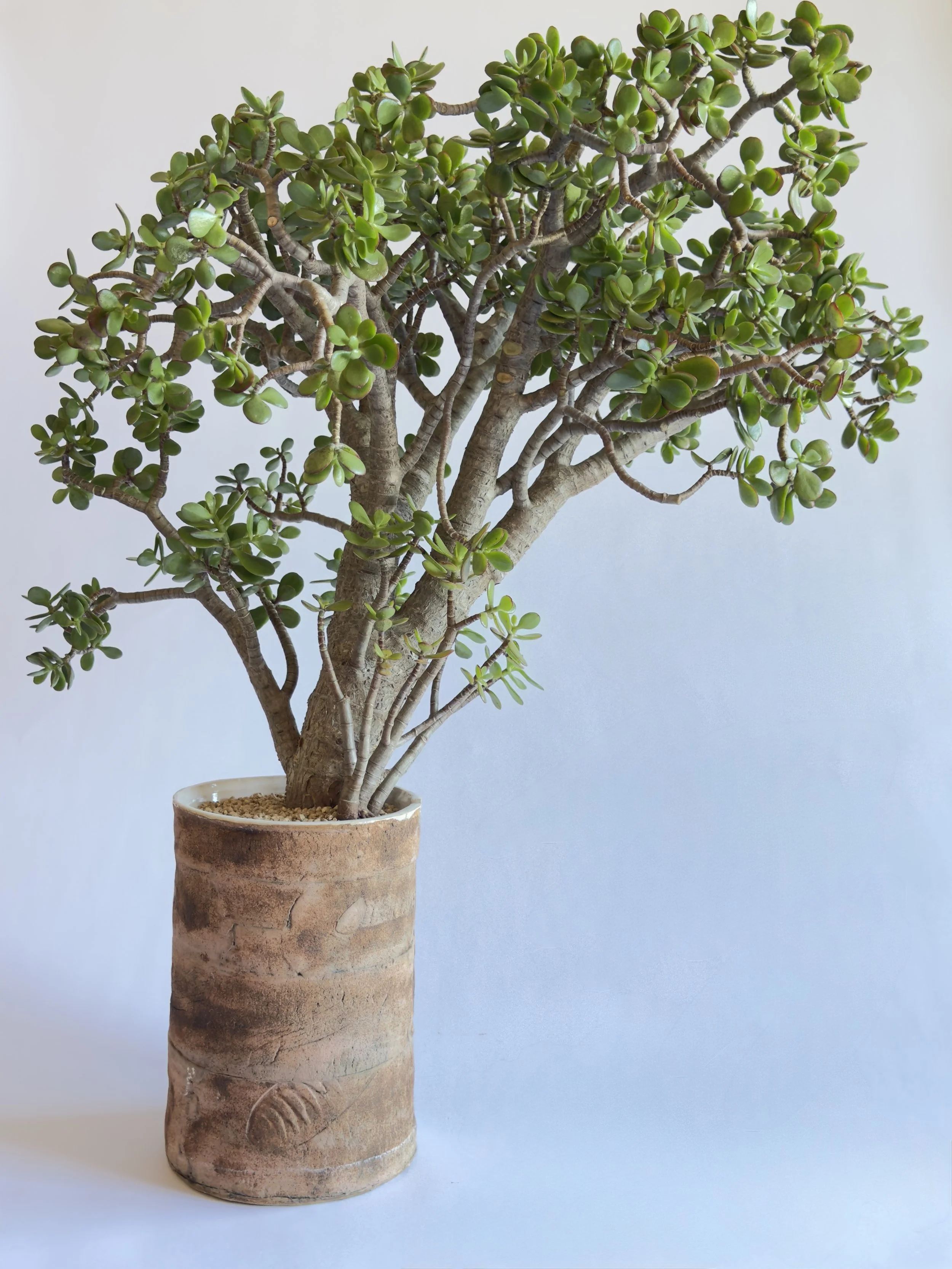Potted jade plant with thick green leaves and multiple branches in a textured aztec styled vase against a light background.