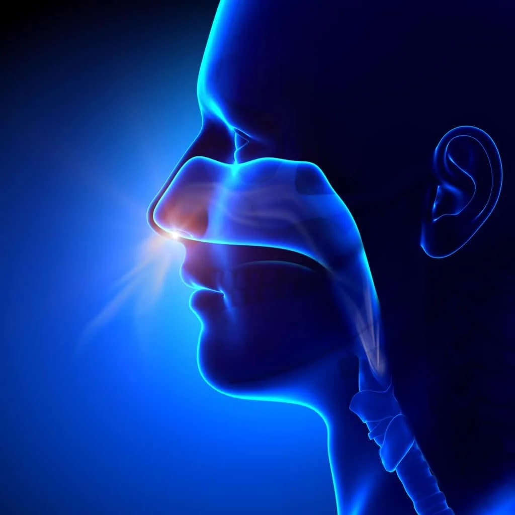 Digital illustration of a human face in profile with facial bones and nasal cavity highlighted in neon blue.