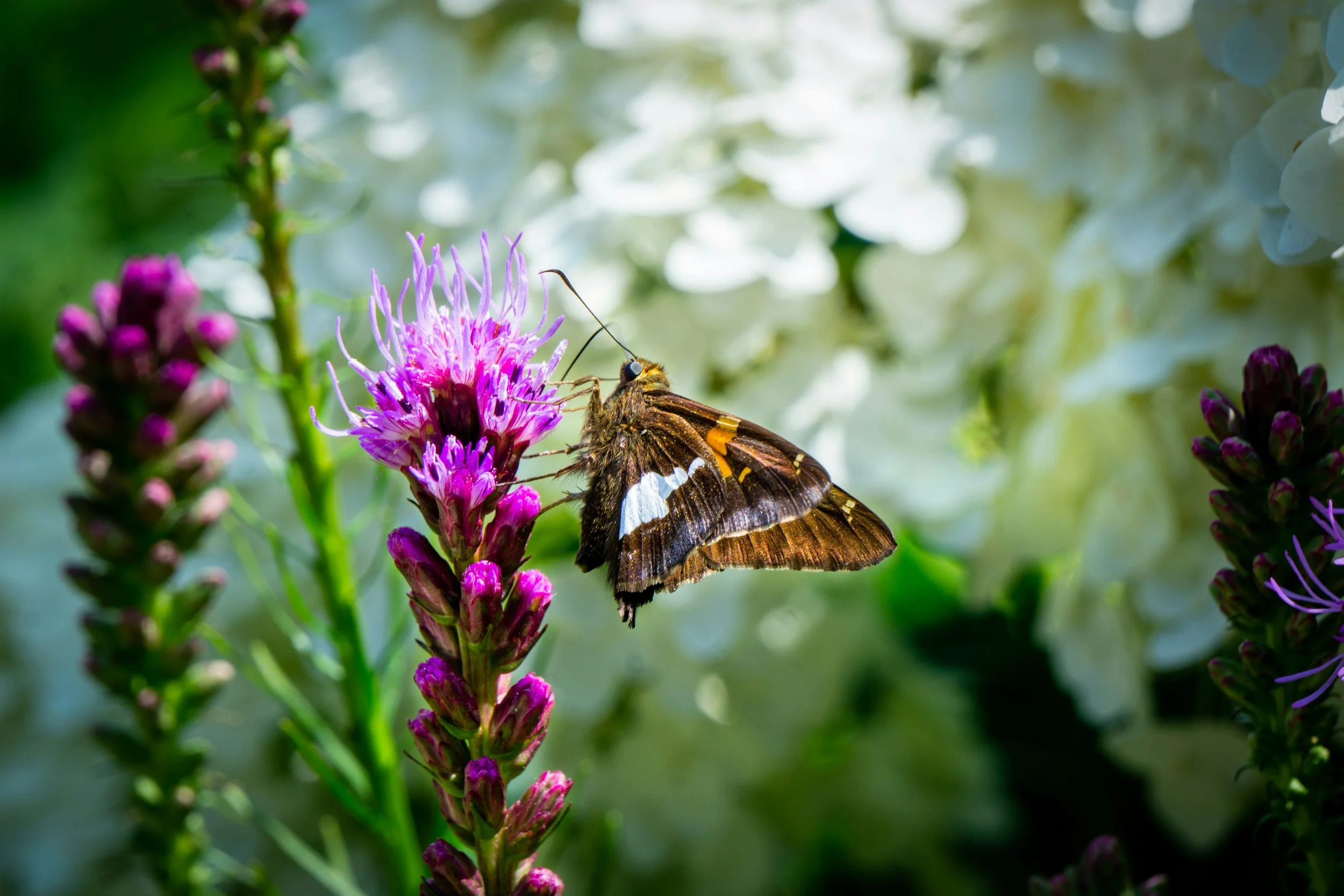 Butterfly on a purple flower