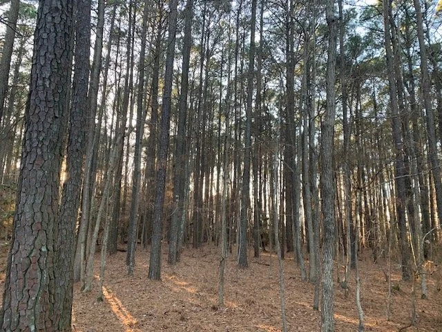 Huglett Point Old Growth Pine Forest_Kate.jpg