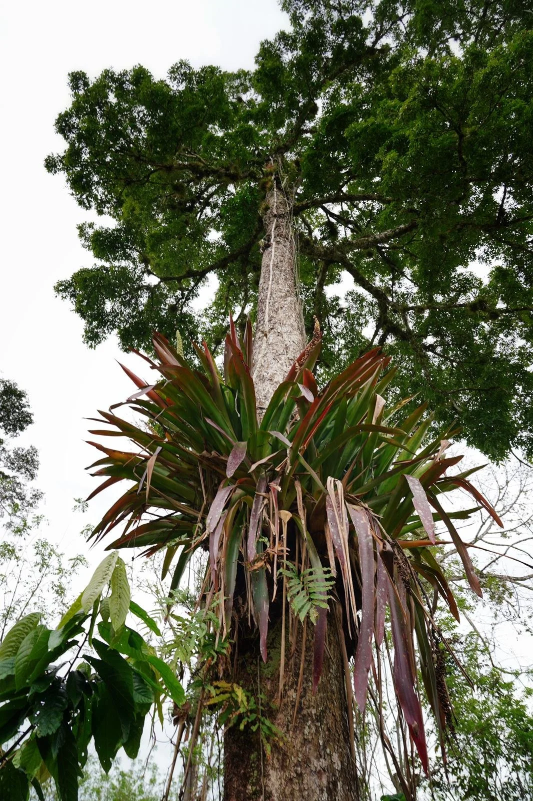 AGROFORESTRY page.jpg