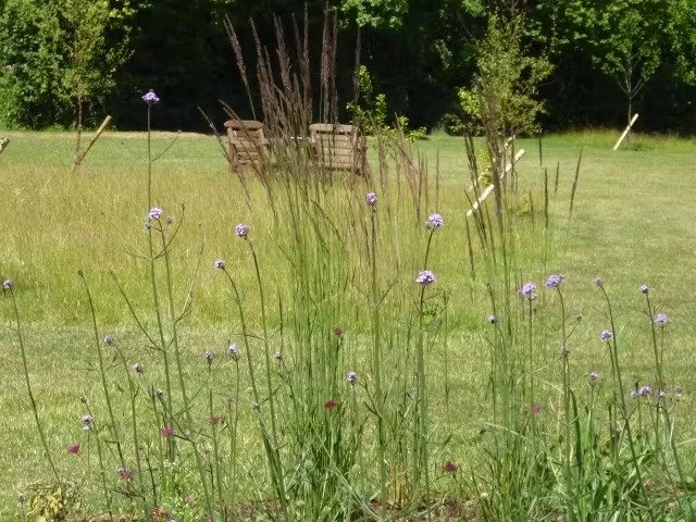 View to seating through planting