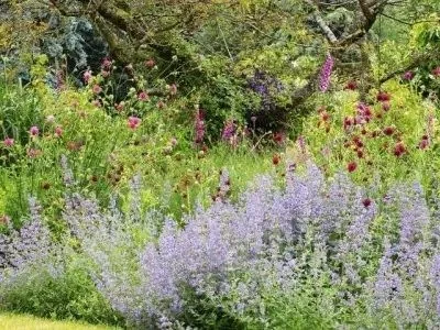 Perennial planting