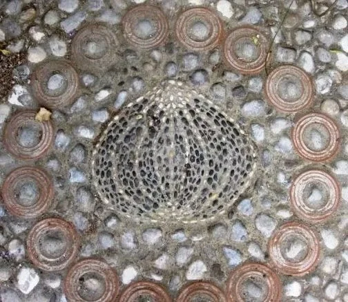 Sea urchin mosaic