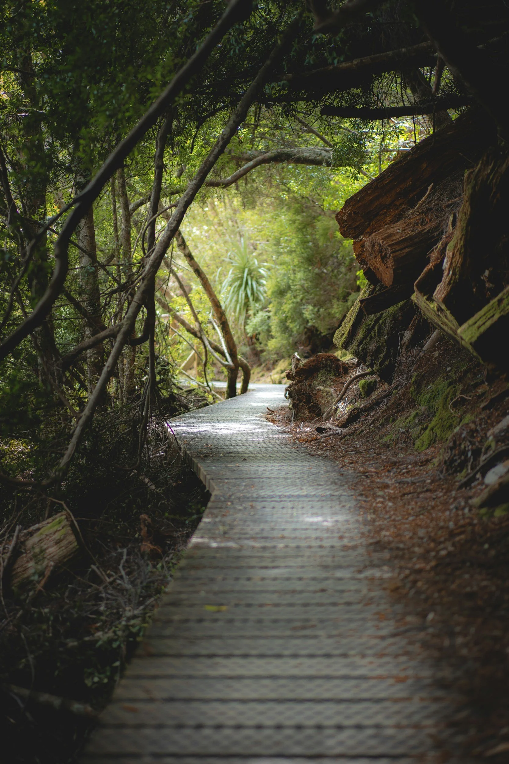 A wooden boardwalk trail winding through a dense, green forest with trees and moss-covered rocks on the side.