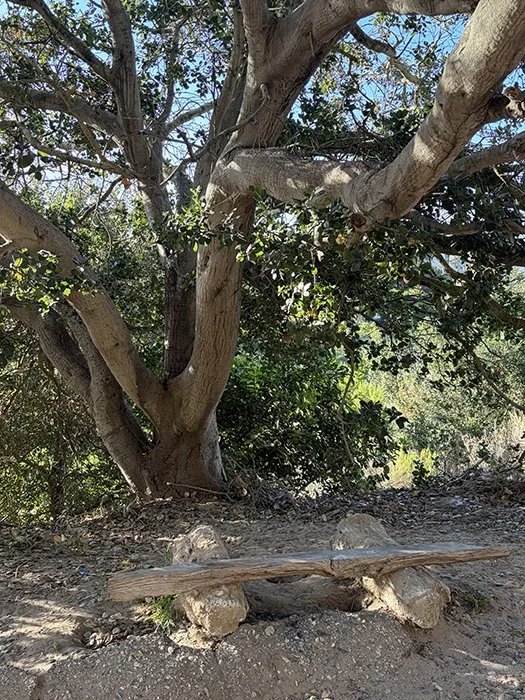 Driftwood