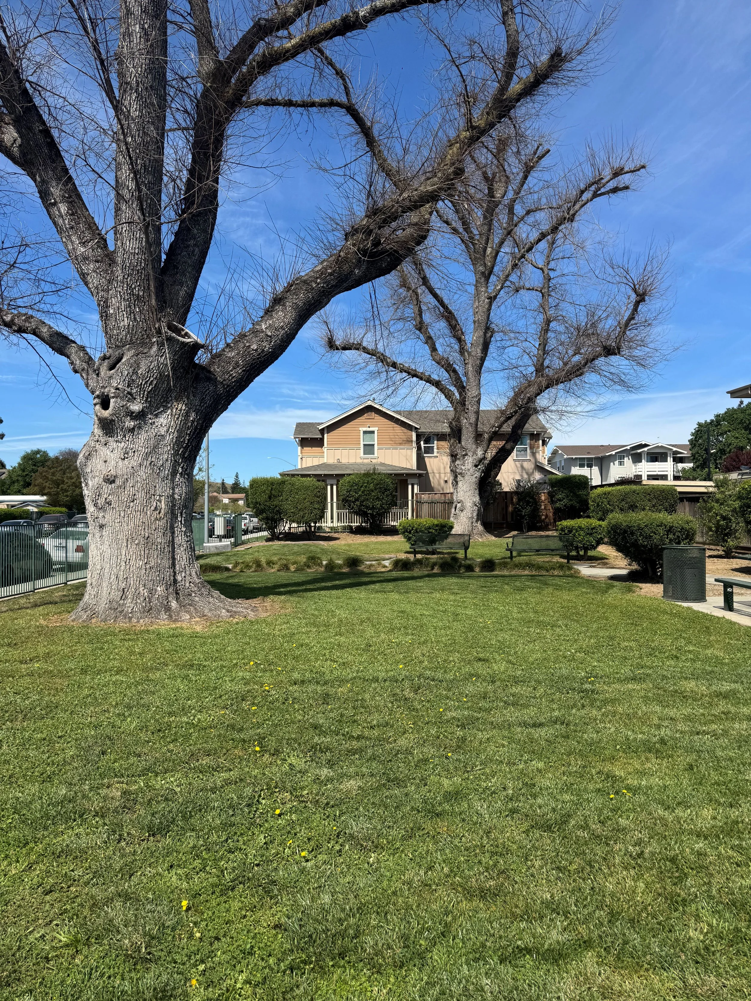 A park scene with two large leafless trees, green grass, benches, and residential houses in the background under a blue sky.