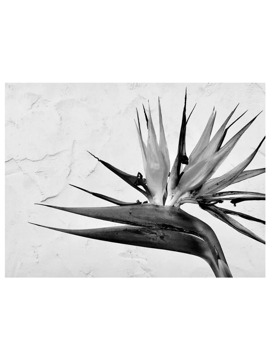 Paradise Bird Duo II