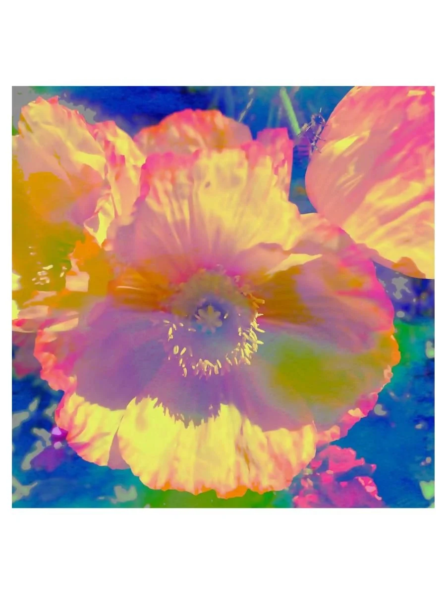 Glowing Poppy