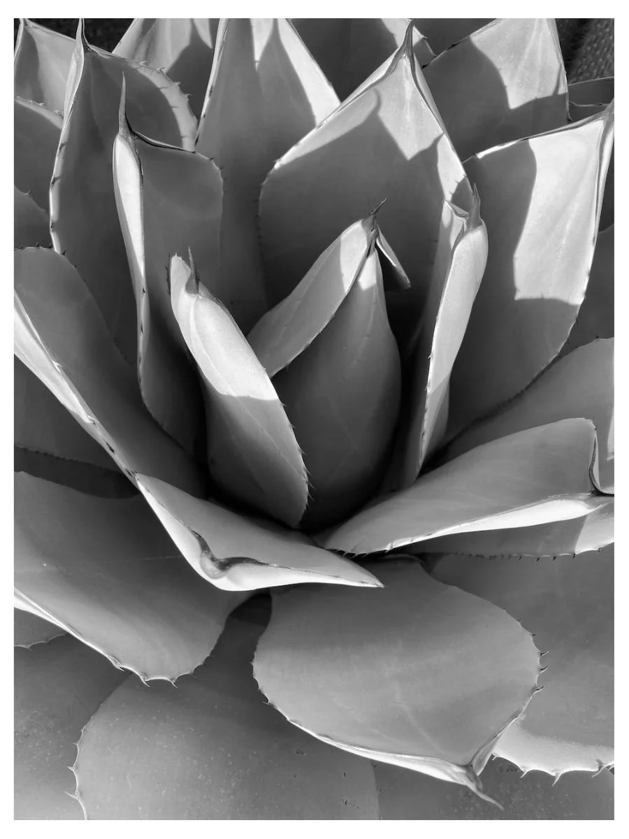 Desert Form