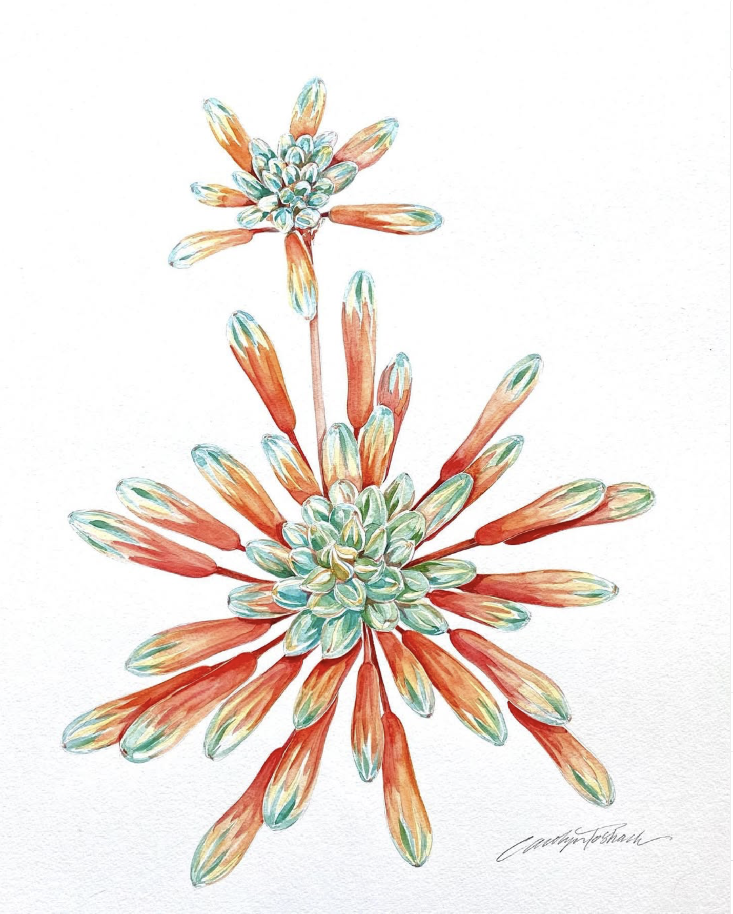 Aloe Burst