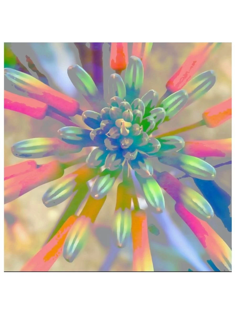 Agave Burst