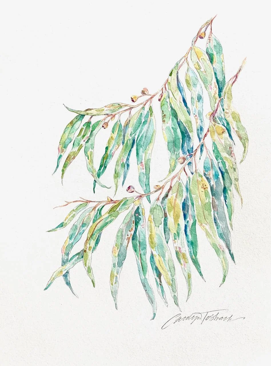 Eucalyptus Veil