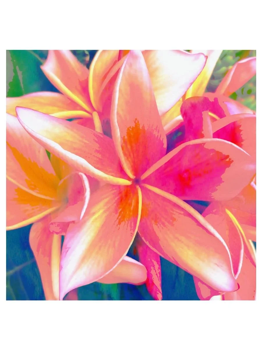 Pink Plumeria