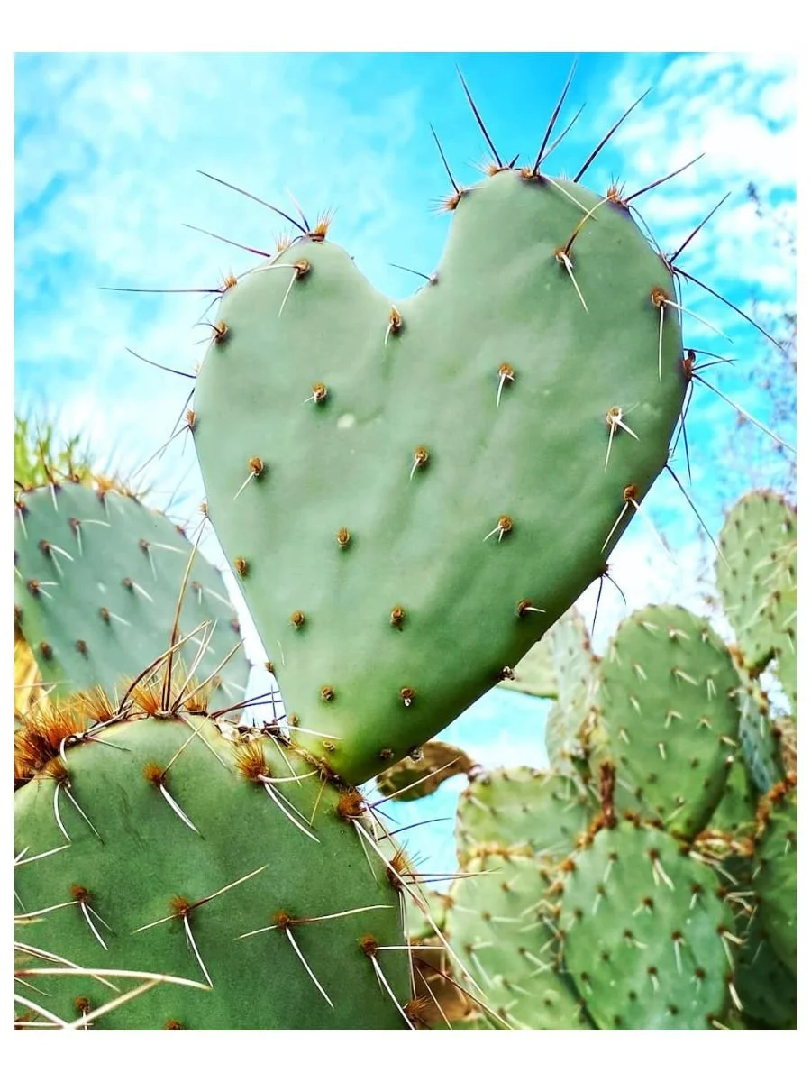 Prickly Heart