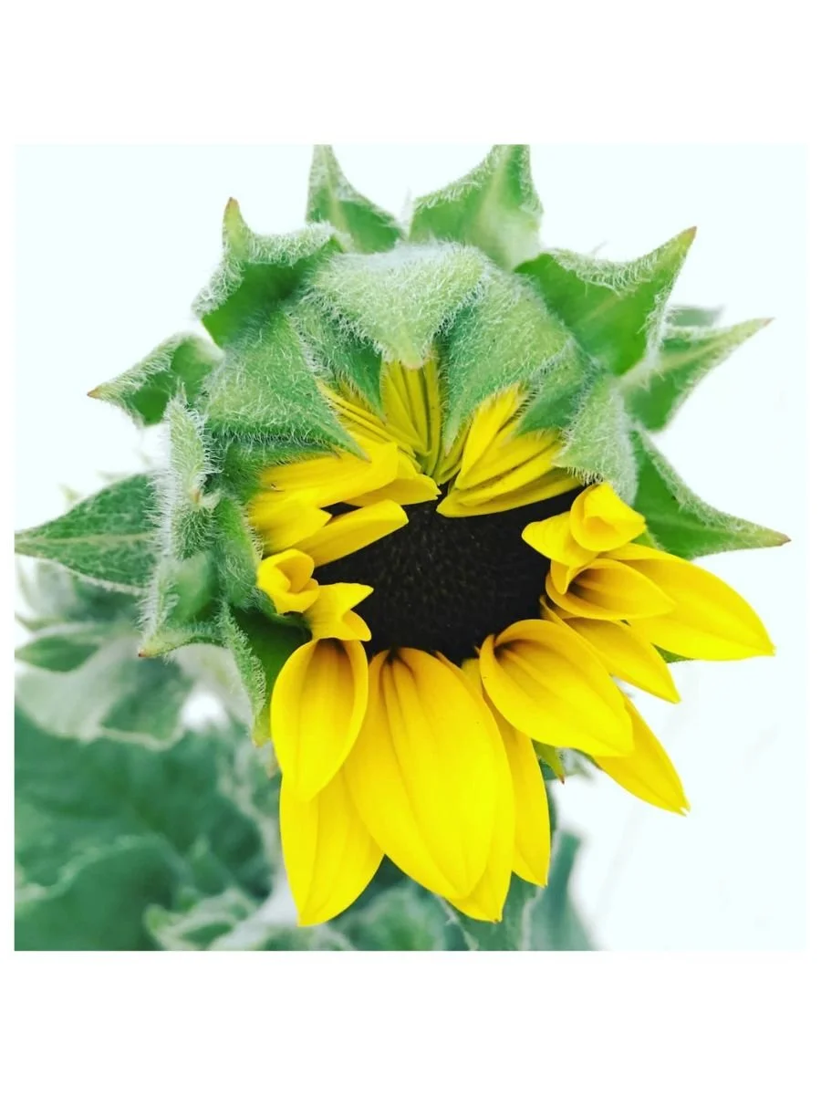 Sunflower Burst