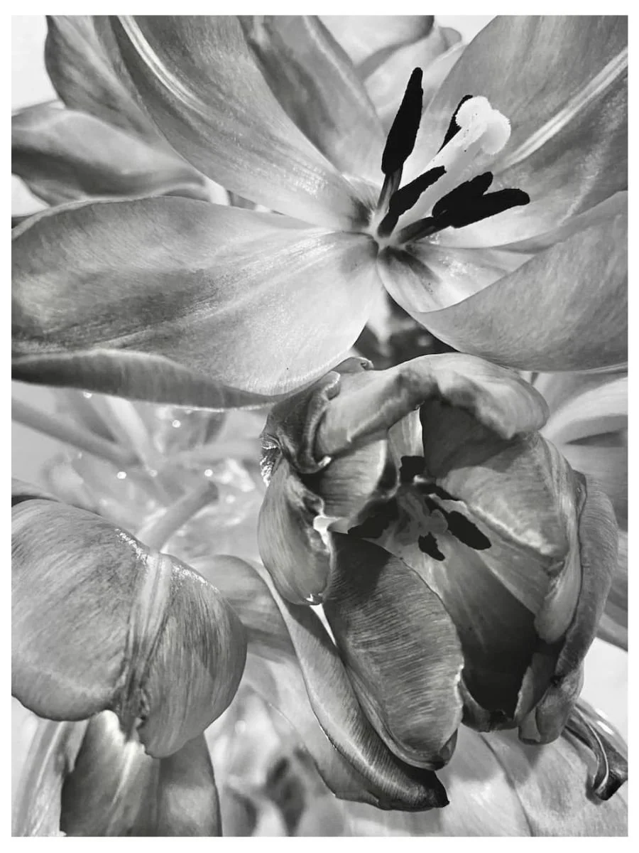 Moody Tulips