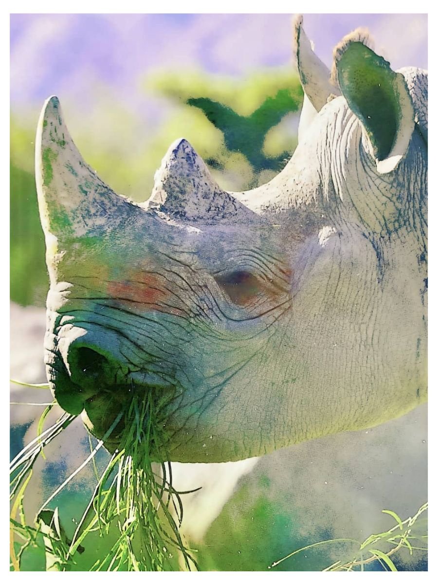 Rainbow Rhino